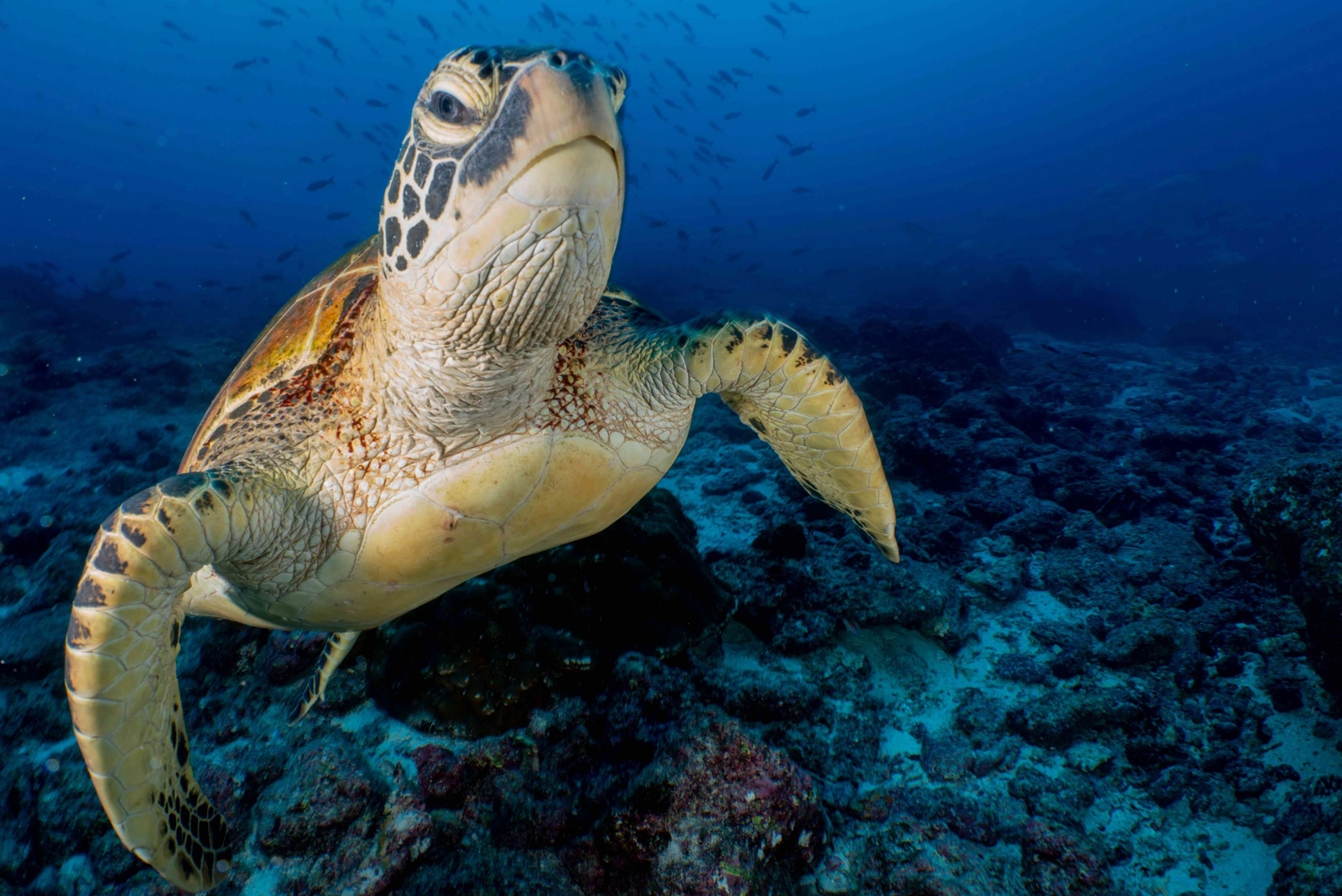 A turtle off the Galapagos Islands. Image: Cristina Mittermeier/SeaLegacy