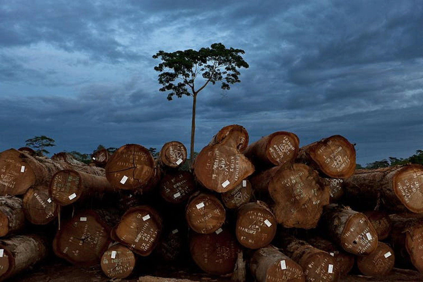 Logging in Cameroon. Photo by Brent Stirton/Getty Images