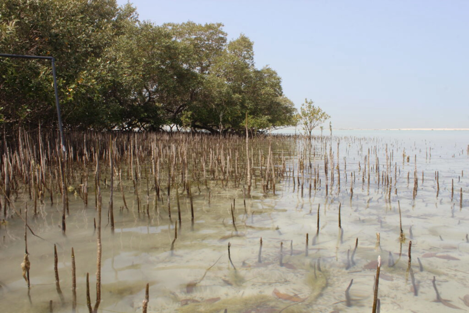 Mangrove restoration in the UAE. ©-Mona-Moller-ENWWF.