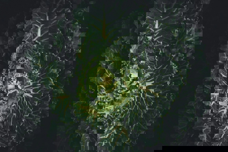 The Food Systems Call to Action