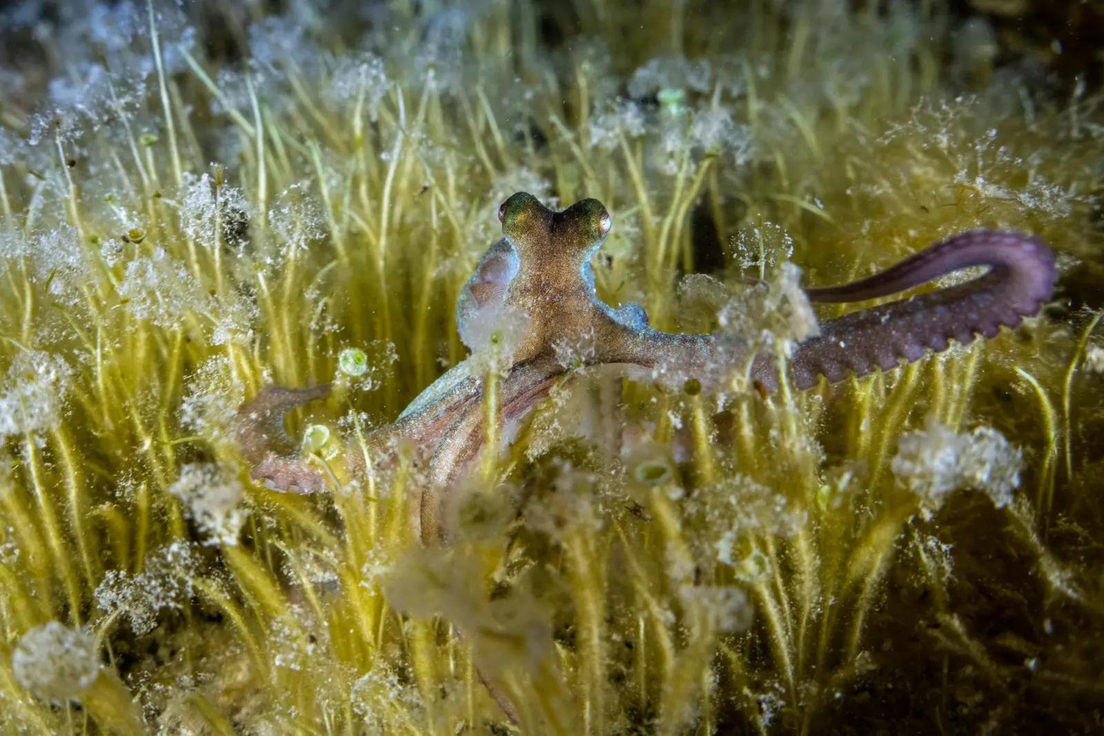 Image: Cristina Mittermeier/SeaLegacy