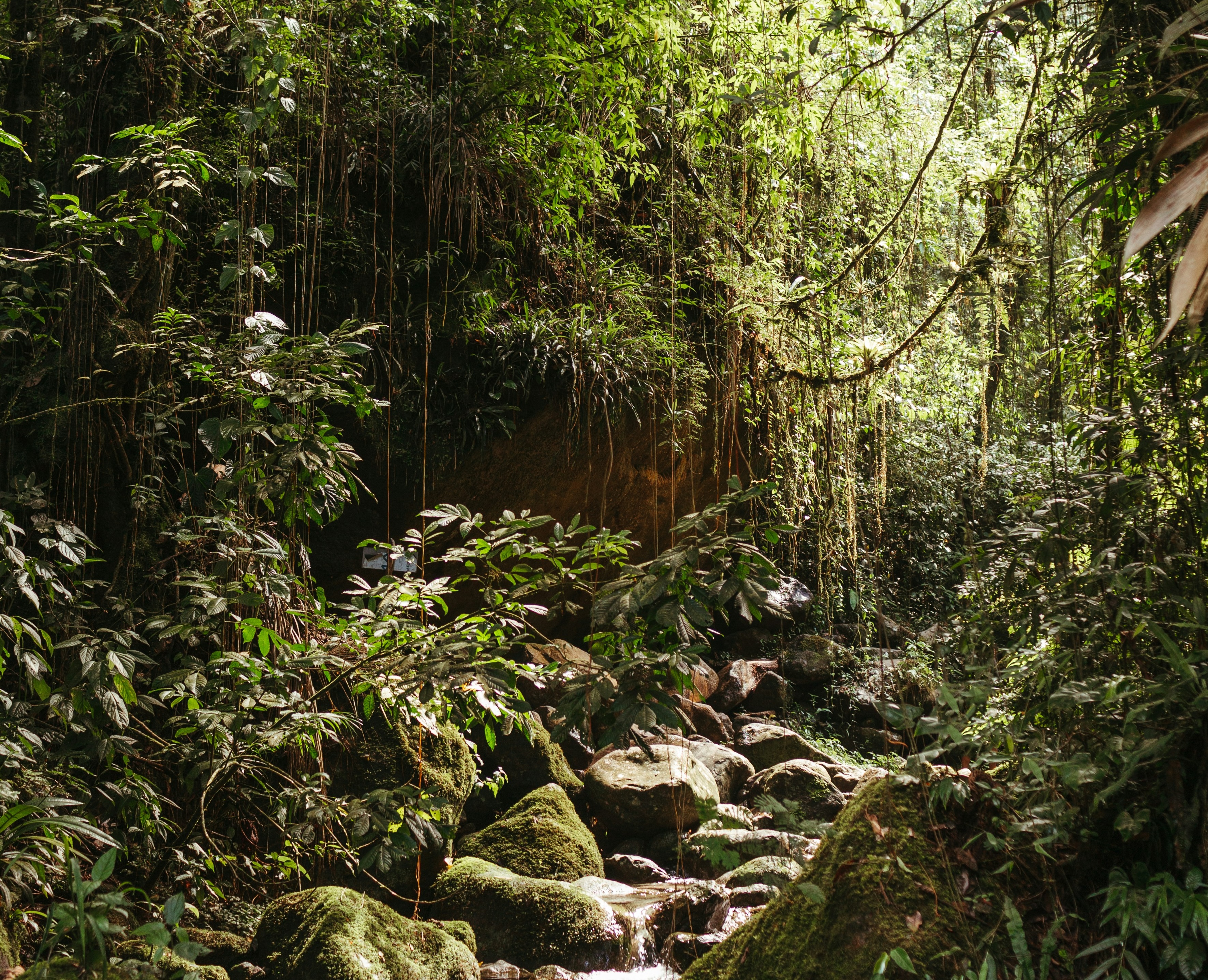 Integrating REDD+ Projects into Jurisdictional Programs in Brazil