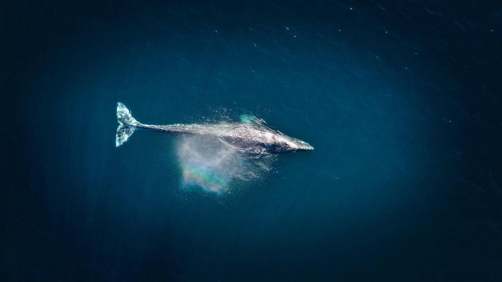 There has been a rapid decline in the abundance of whales. Image: Cameron Venti/Unsplash.
