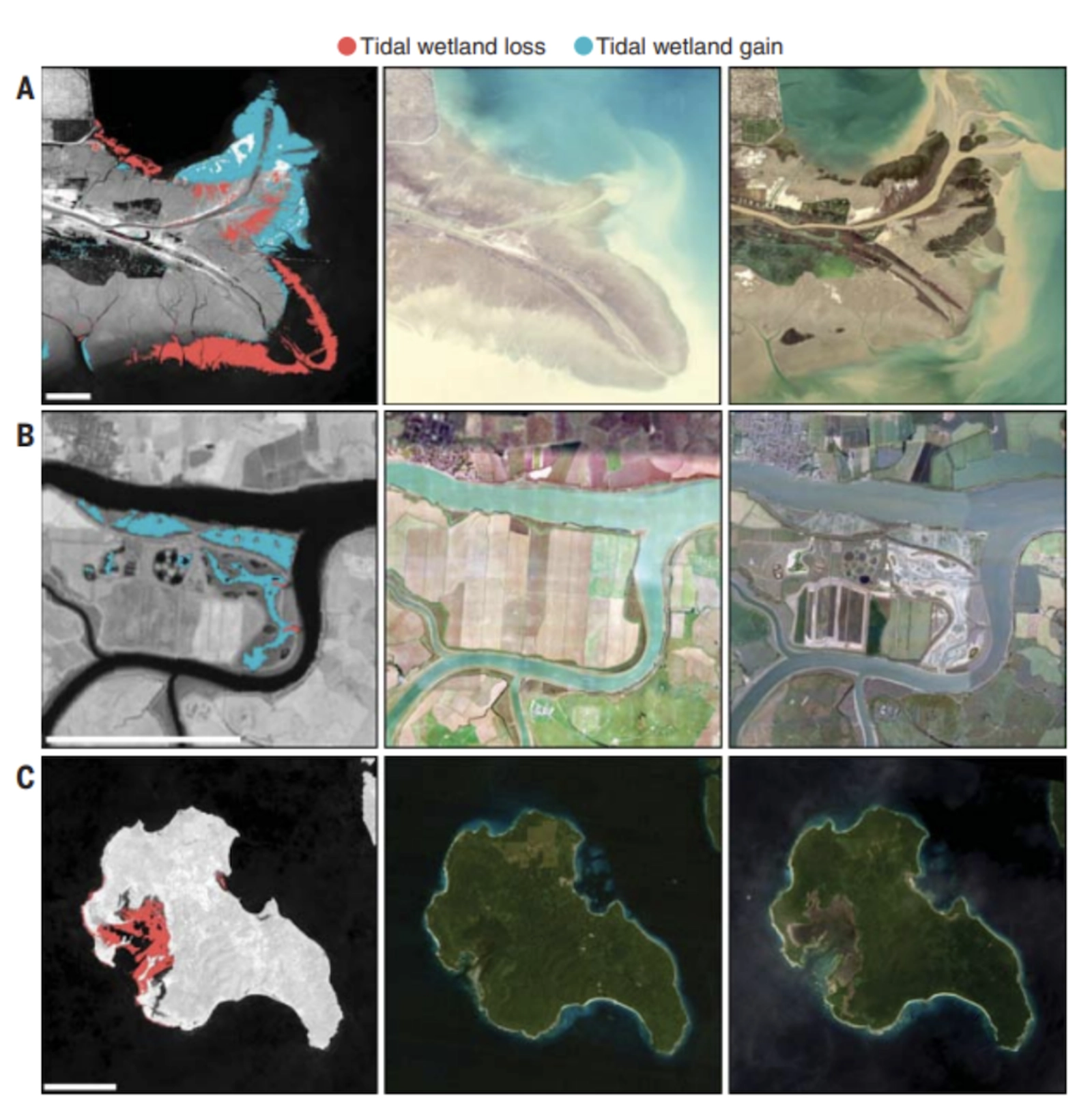 Satellite images showing losses (red) and gains (blue) in tidal ecosystems across the world. The images show A) Losses and gains of tidal flats and tidal marshes after diversion of the main channel in 1996 in the Yellow River delta in China (left) and then in 1998 (middle) and 2020 (right). B) Tidal marsh gain due to Europe’s largest coastal wetland restoration project, UK (left) and then in 1999 (middle) and 2018 (right). C) Mangrove loss due to tectonic subsidence after the Aceh-Andaman earthquake of 2004, Katchal Island, Nicobar Islands (left) and then in 1992 (middle) and 2019 (right). All scale bars are 5km. Credit: Murray et al. (2022).