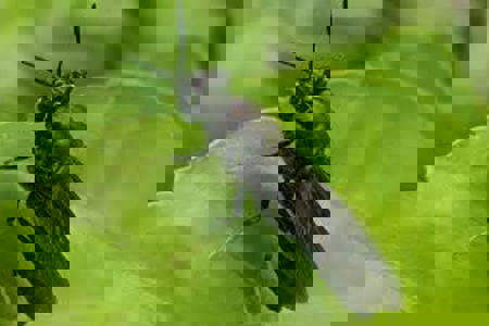 Black Soldier Flies: Affordable and sustainable solution for fertilisers in Kenya