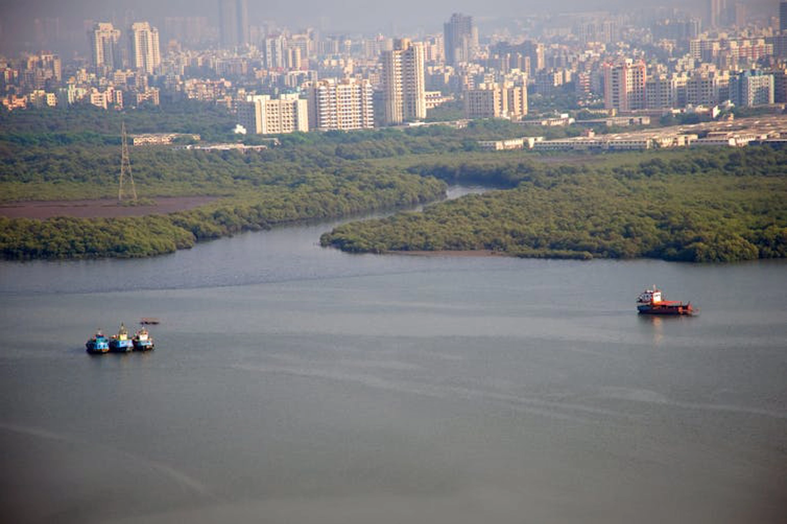 Mumbai’s mangrove forests are crucial for marine biodiversity and flood prevention. Viren Desai/Shutterstock