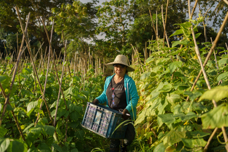 Food bank inside a trading post creates opportunities for Filipino farmers