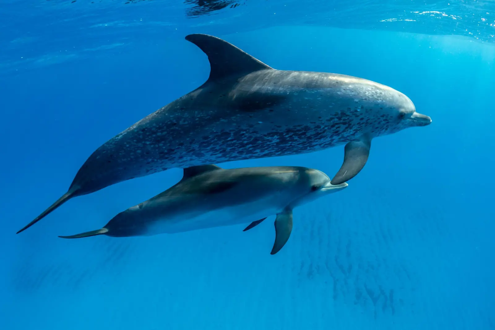 Image: Cristina Mittermeier/SeaLegacy