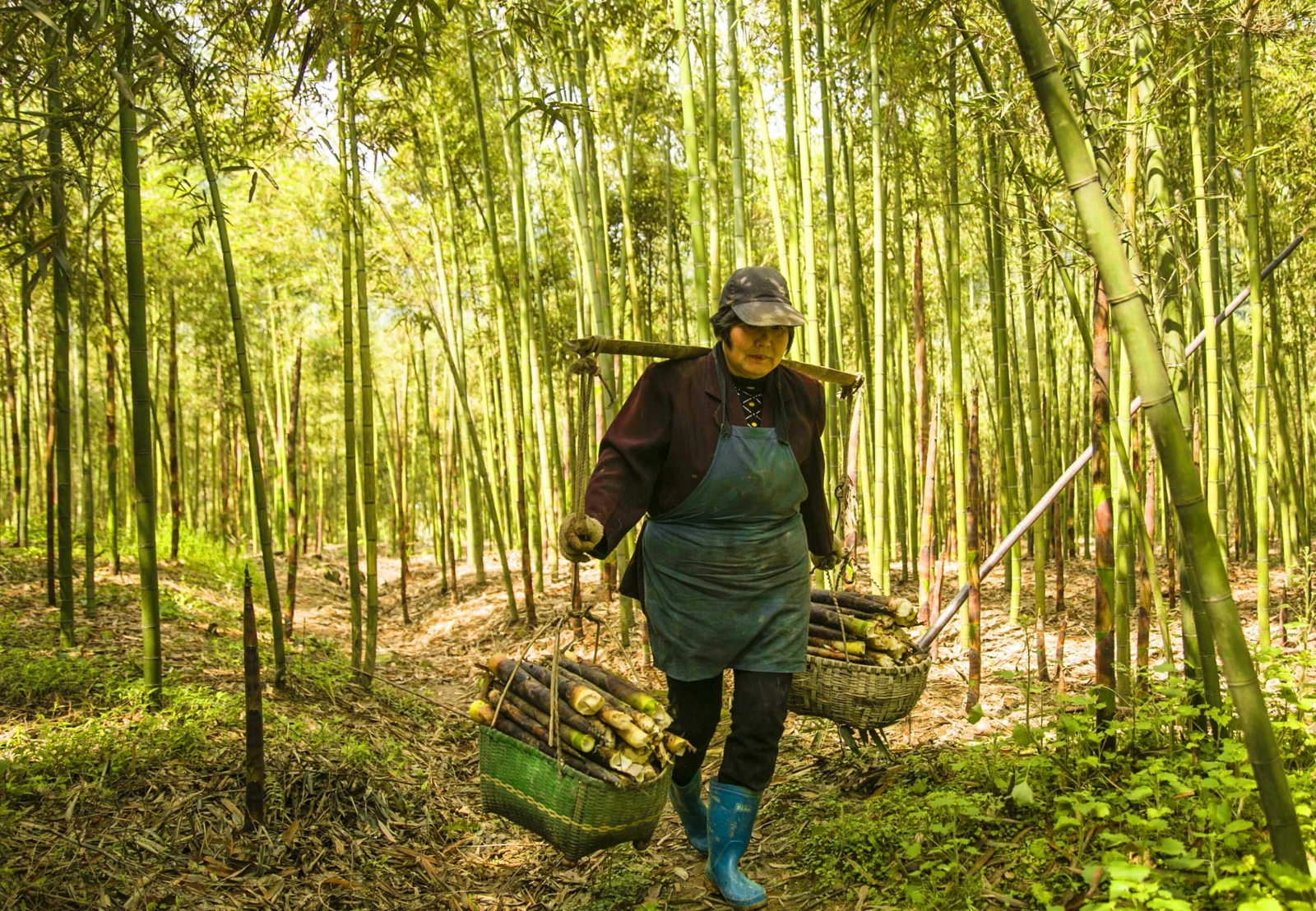 Collecting bamboo shoots. Credit: INBAR.