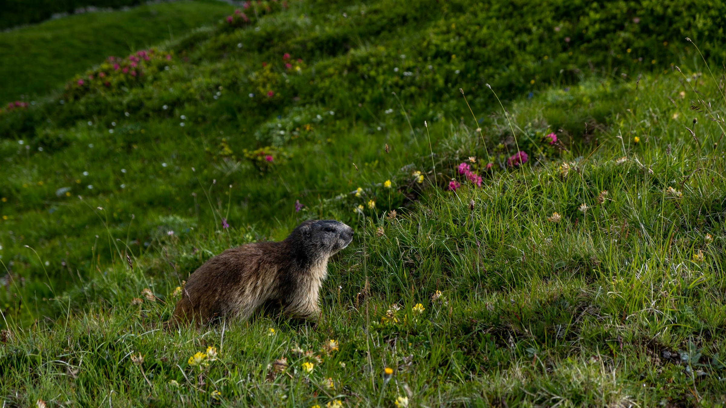 Adaptive response of the Baikal population of the Black-tailed marmot to environmental changes