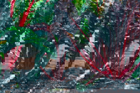 Over 200 Non-State Actors sign Call to Action calling for transformation of food systems for people, nature and climate