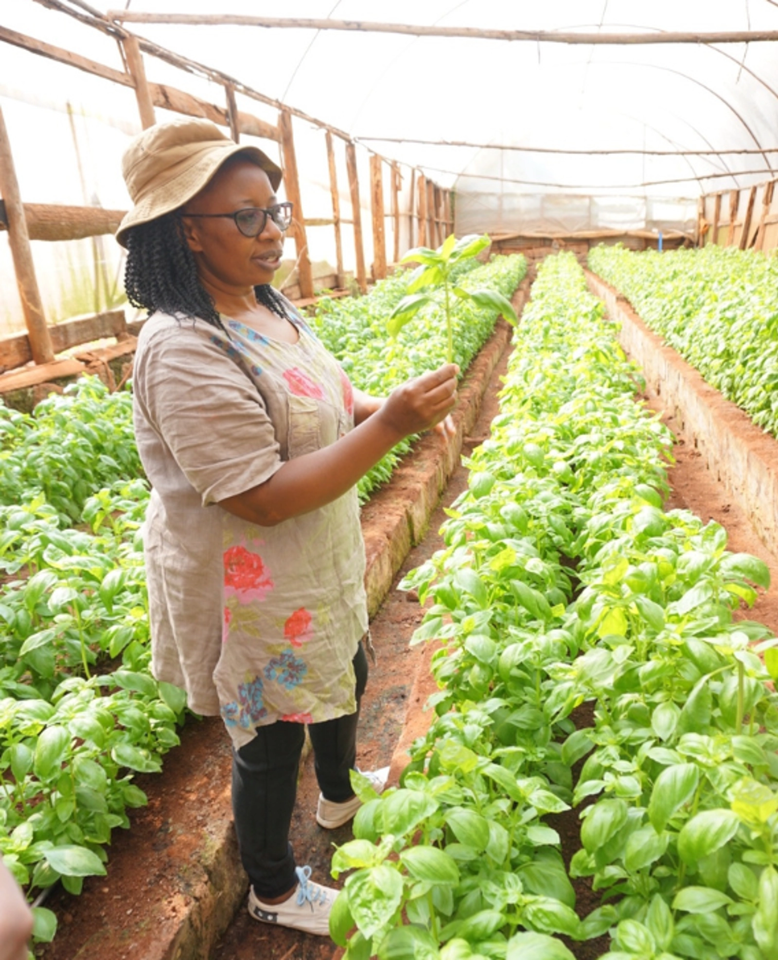 Jane holding a freshly cut basil plant in her greenhouse.