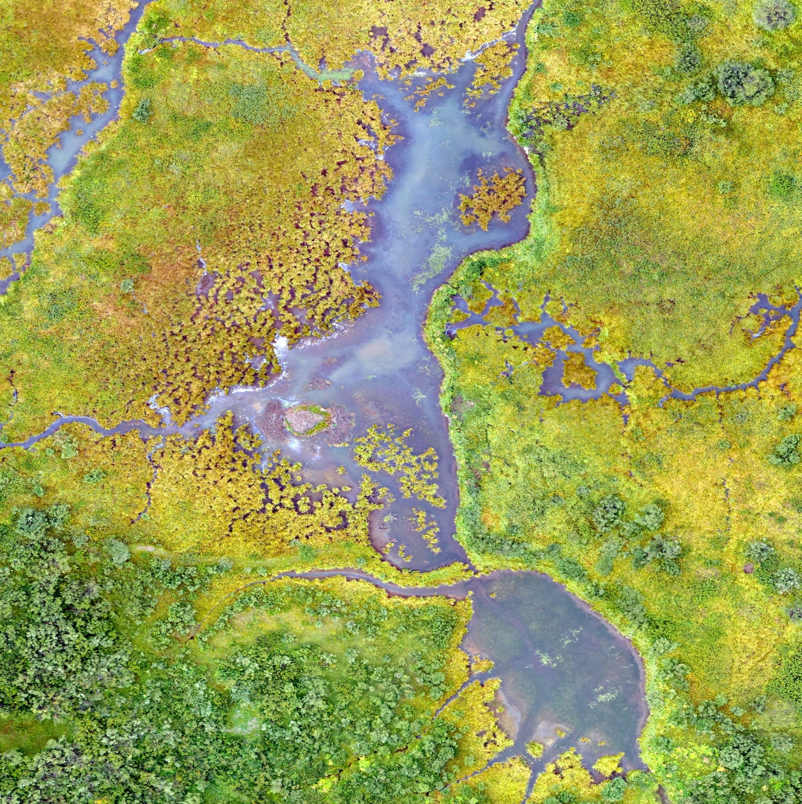 Drone image of a high-altitude wetland in the Rocky Mountains of Colorado. Wetlands enhance water quality and provide habitats for diverse plant and animal species.