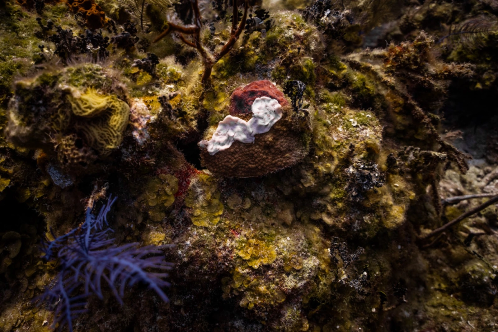 Treating SCTLD around Turneffe Atoll. Photo Credit: Marla Tomorug