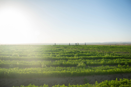 Supporting Egypt’s farmers to adapt and build resilience to climate impacts