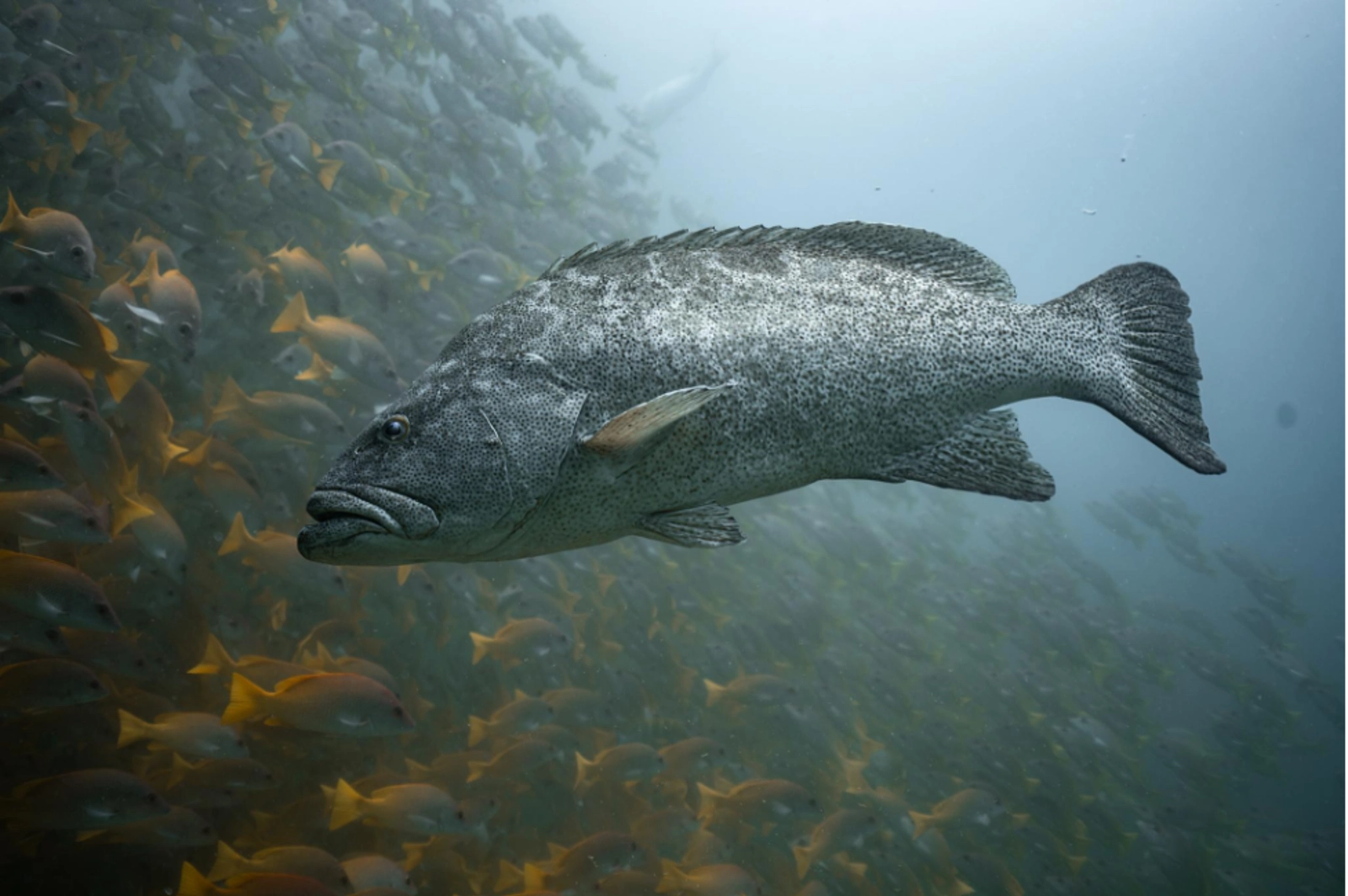 A thriving underwater world in Cabo Pulmo. Photo Credit: Andi Cross