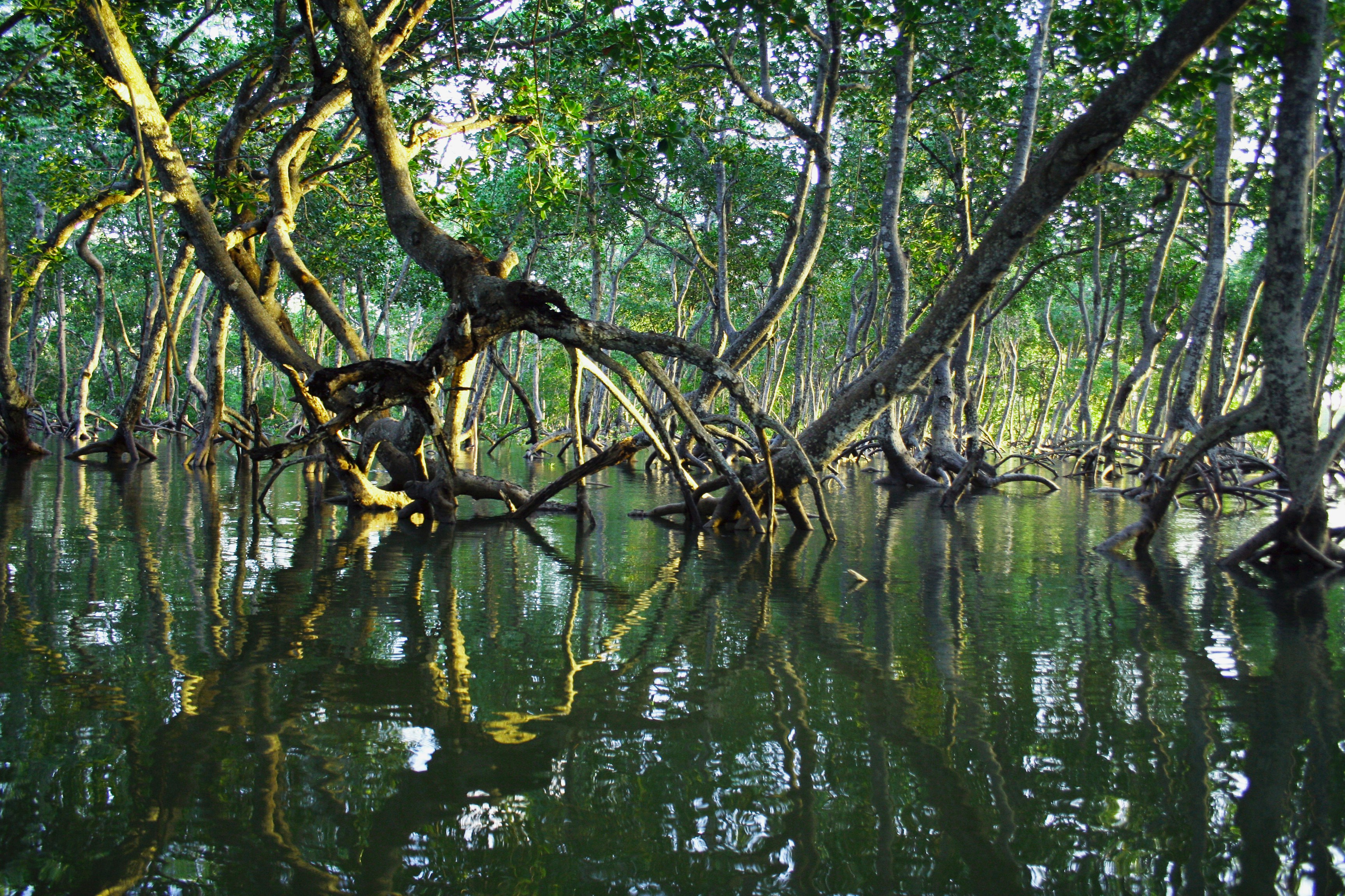 Saving mangroves with sustainable management
