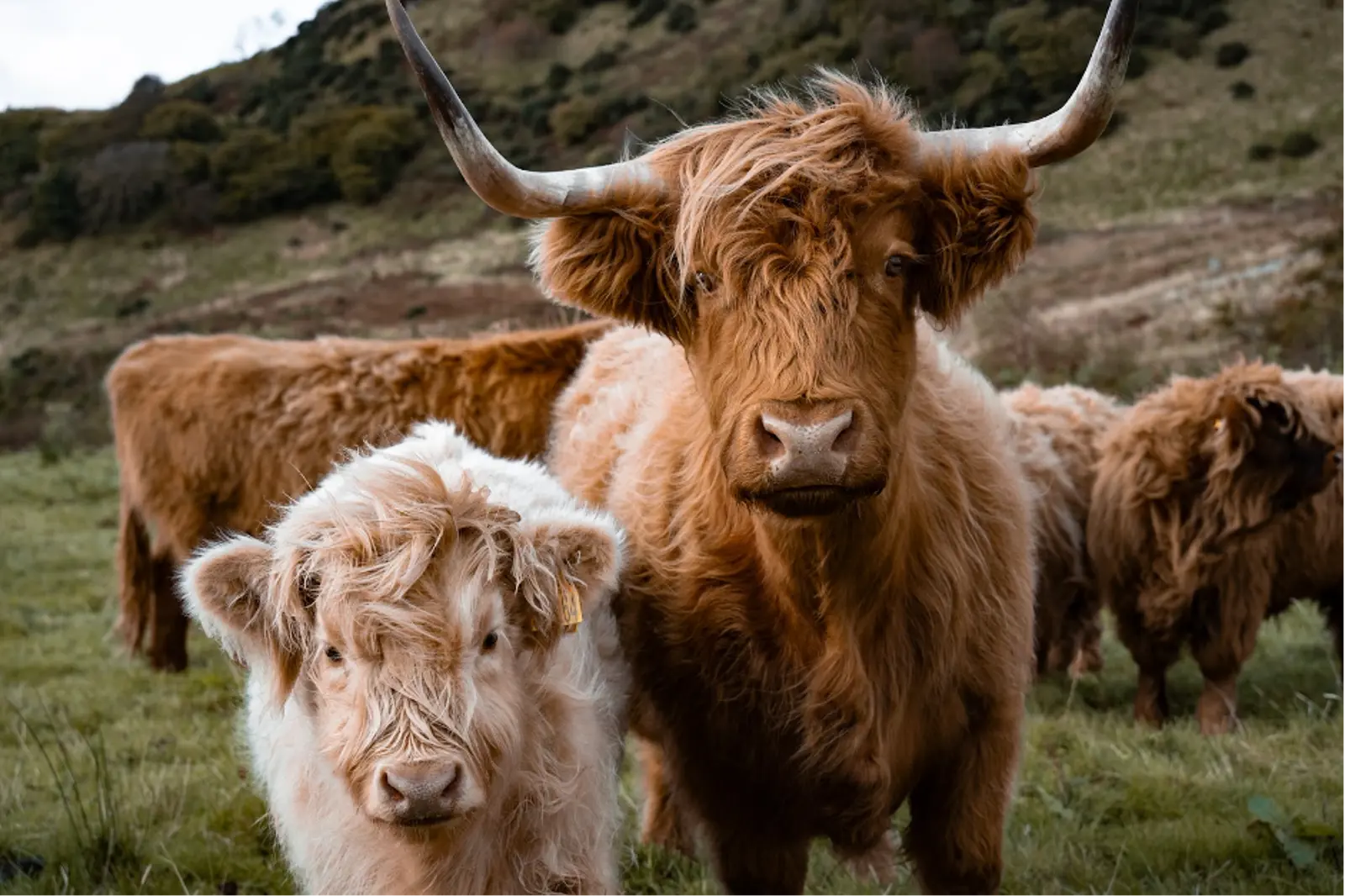 Scotland’s iconic highland cows are part of the biodiversity play at KMT. Photo Credit: Adam Moore
