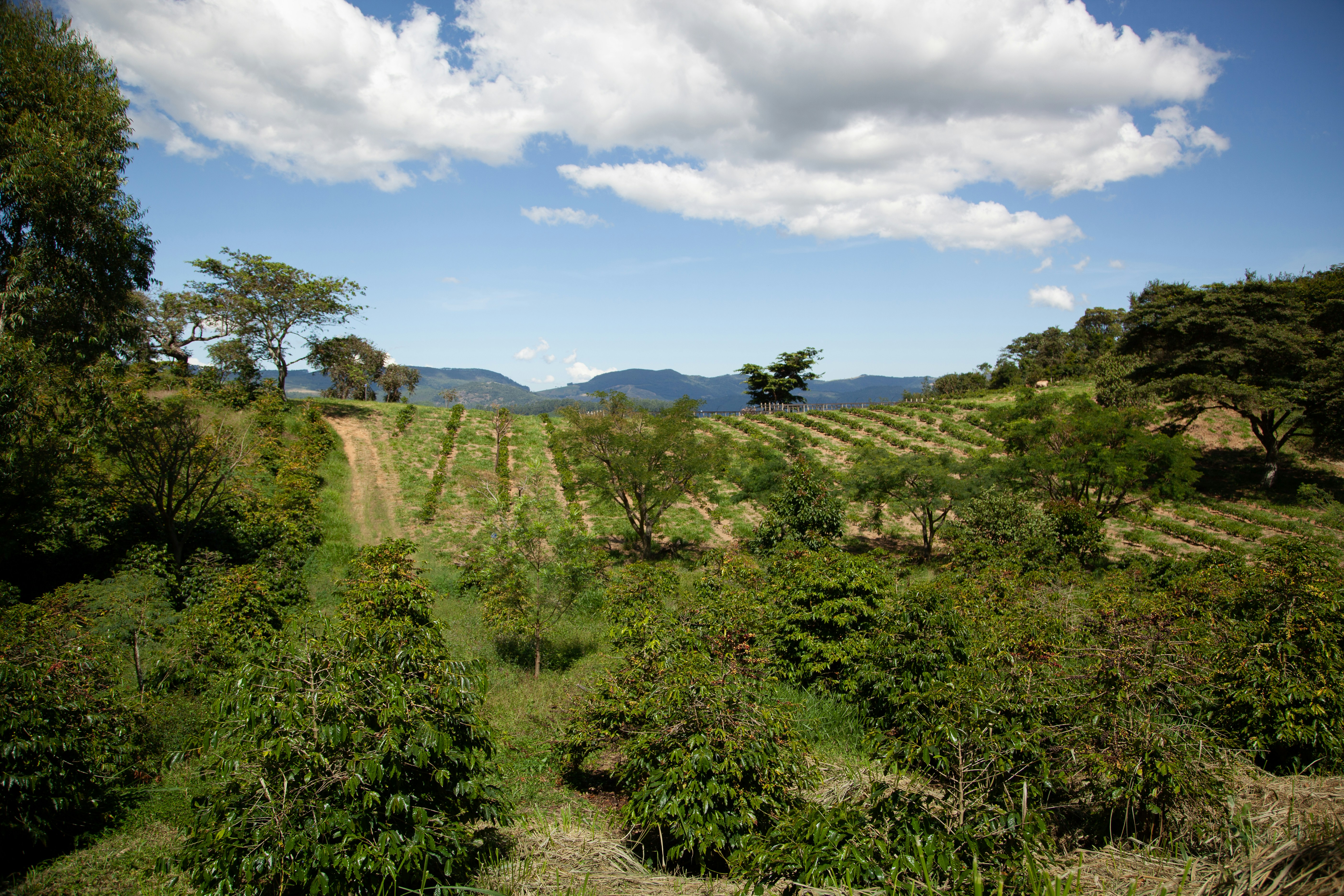 Innovative finance to scale deforestation-free agriculture in South America