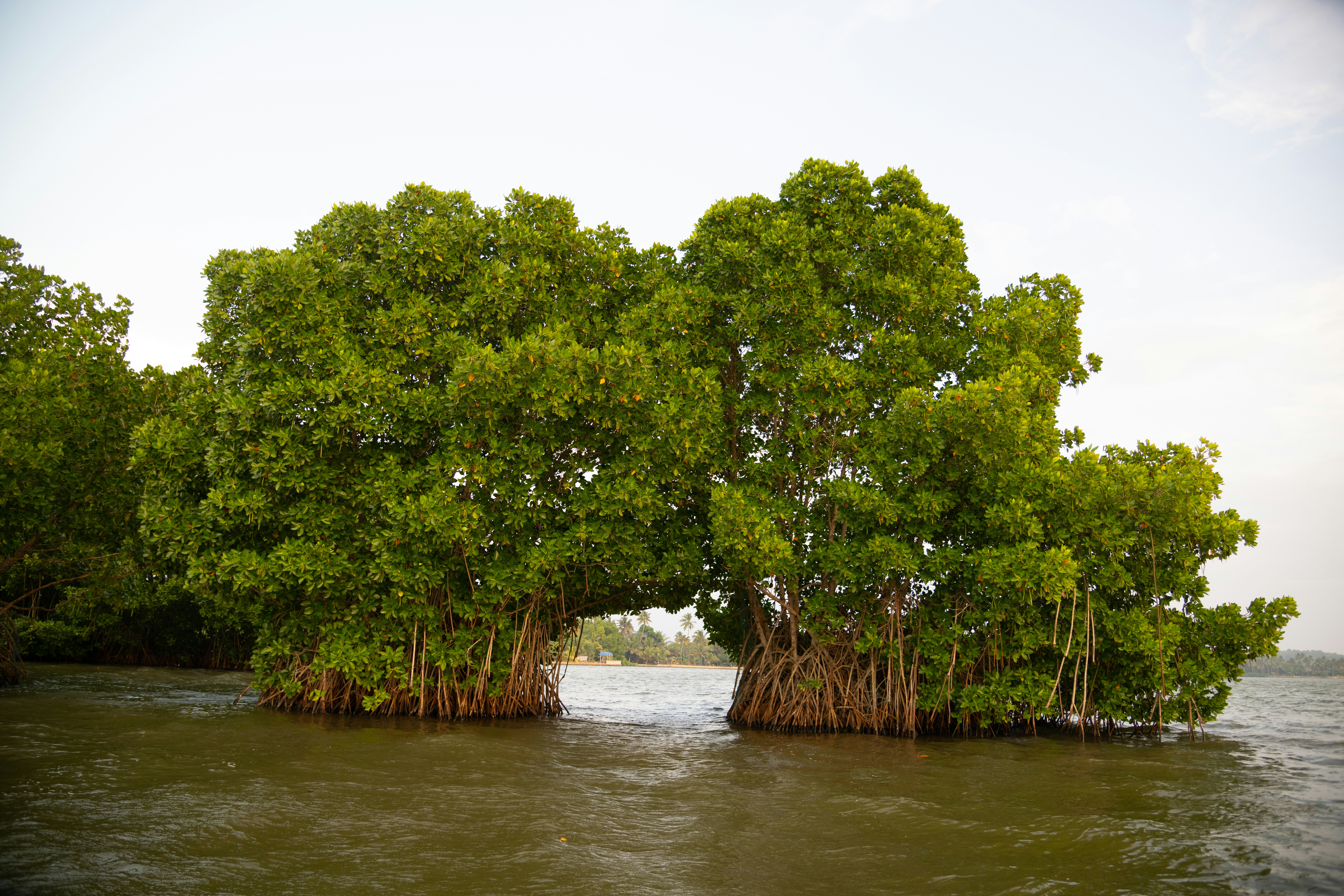 Community-led mangrove restoration and eco-livelihoods in the Sundarbans