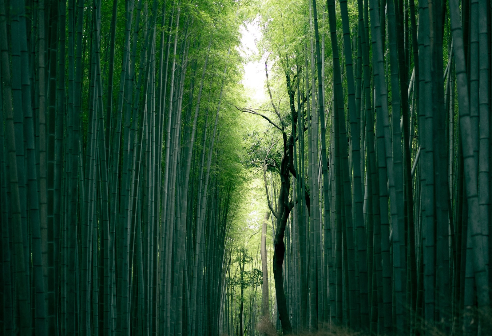 A bamboo grove can, over time, sequester more carbon than a tree forest. Credit: Unsplash.