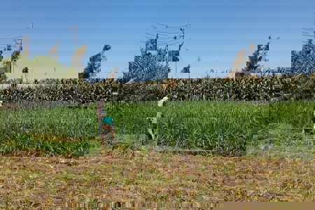 Building water resilience: Salt-resistant crops secure the future of smallholder farmers in Egypt’s Nile Delta