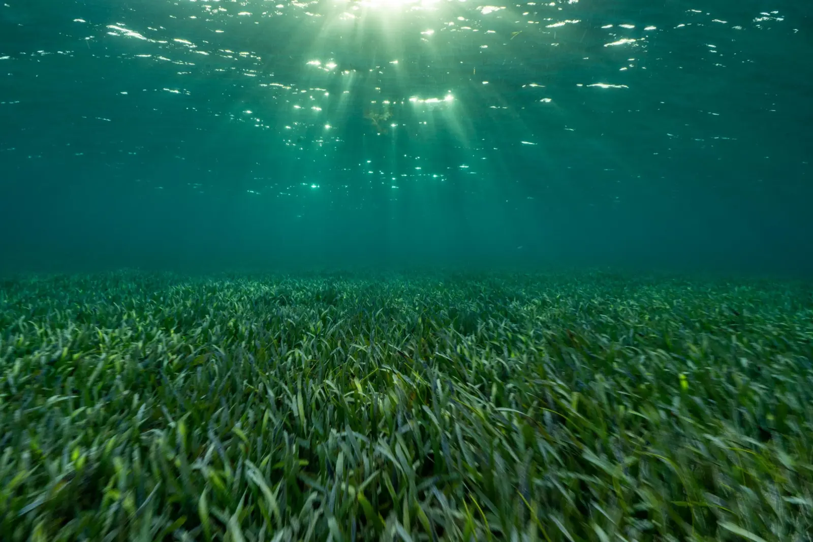 Image: Cristina Mittermeier/SeaLegacy