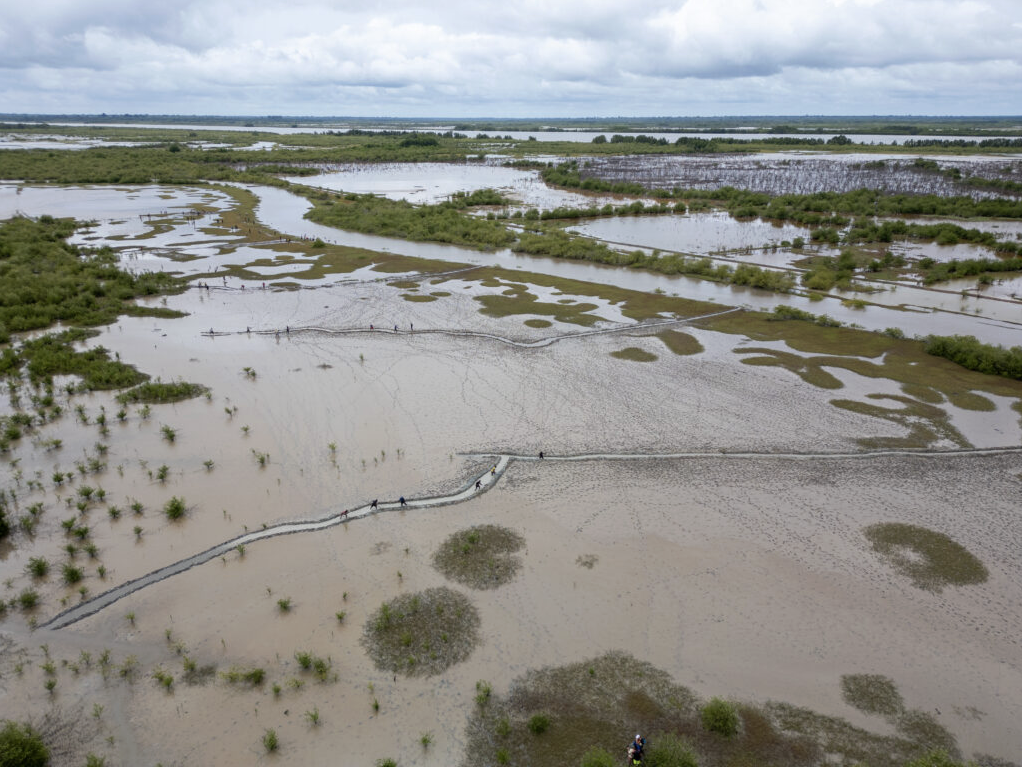 Large scale implementation of best practice mangrove restoration in Guinea Bissau