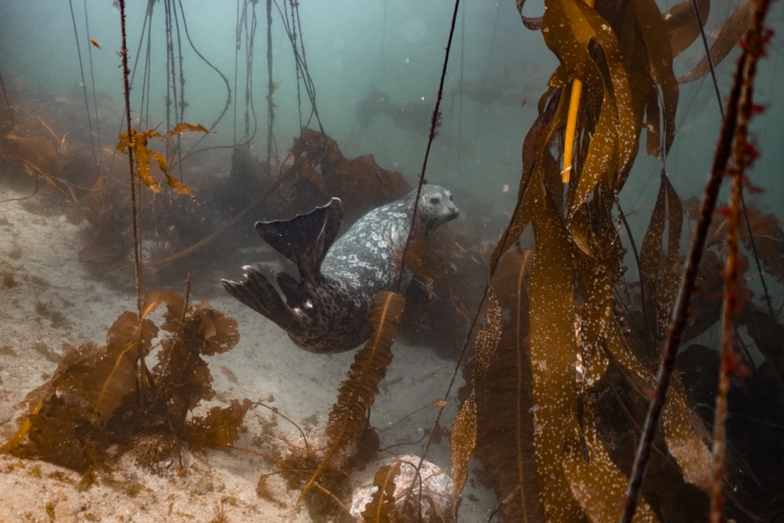 Many animals use kelp forests as their home. Photo Credit: Andi Cross