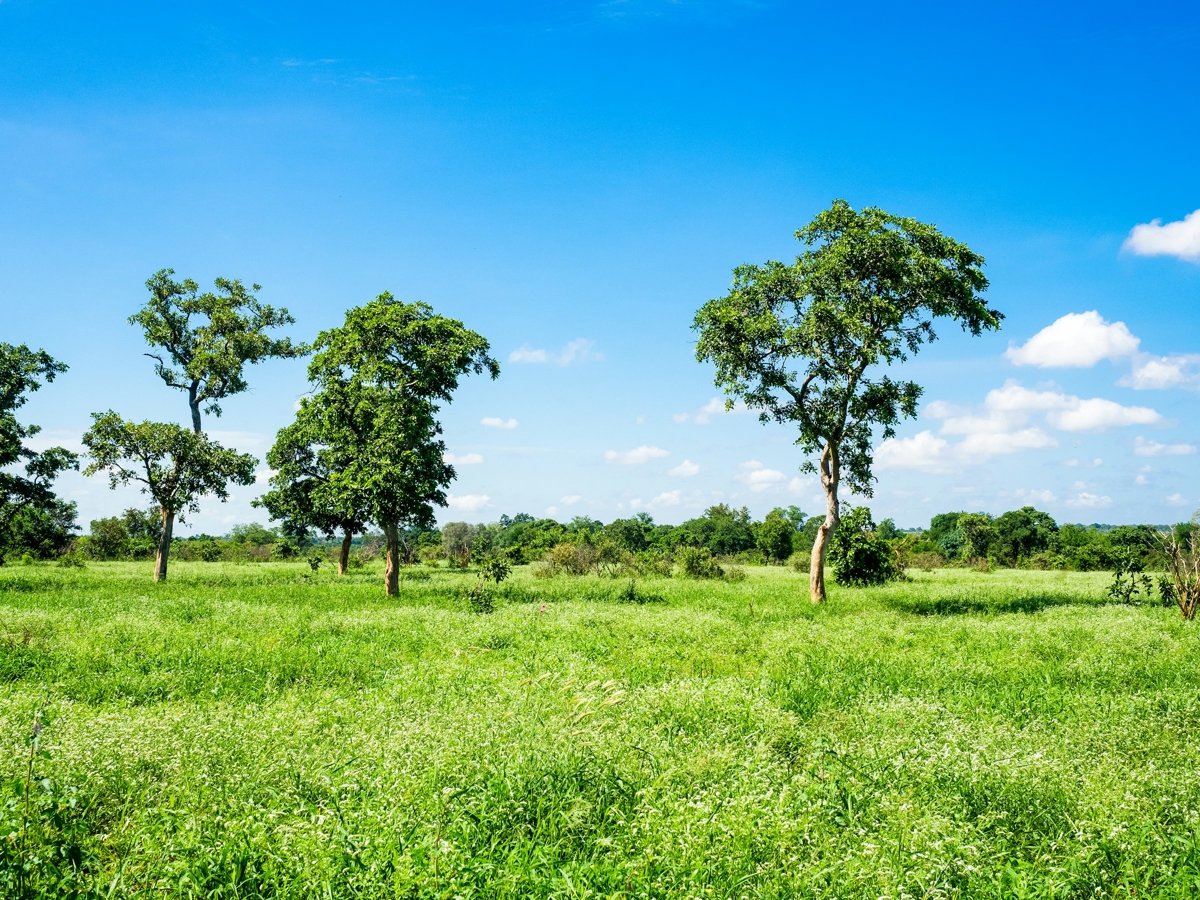 6. Efforts to conserve, protect, and restore nature and ecosystems with ...