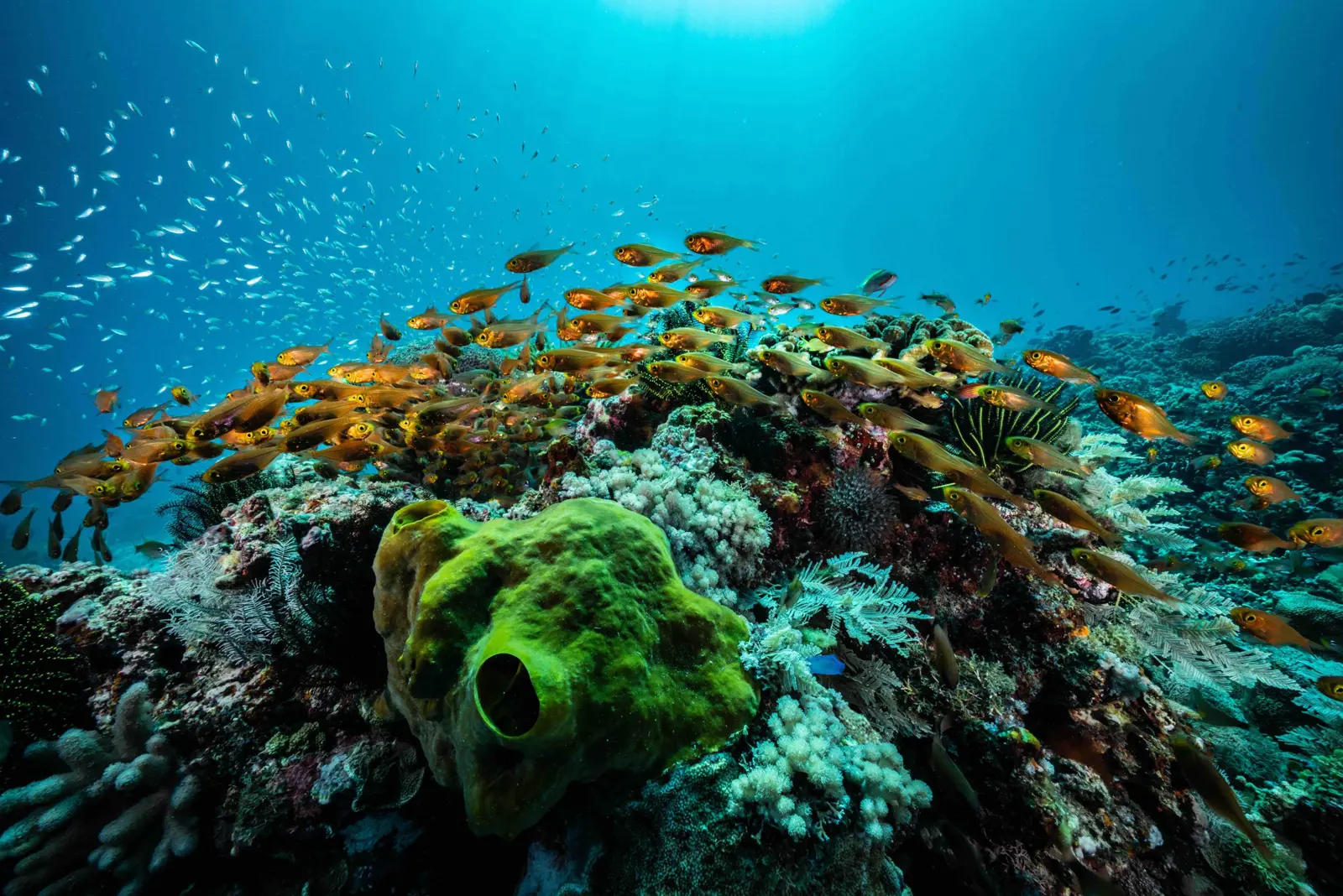 Image: Cristina Mittermeier/SeaLegacy