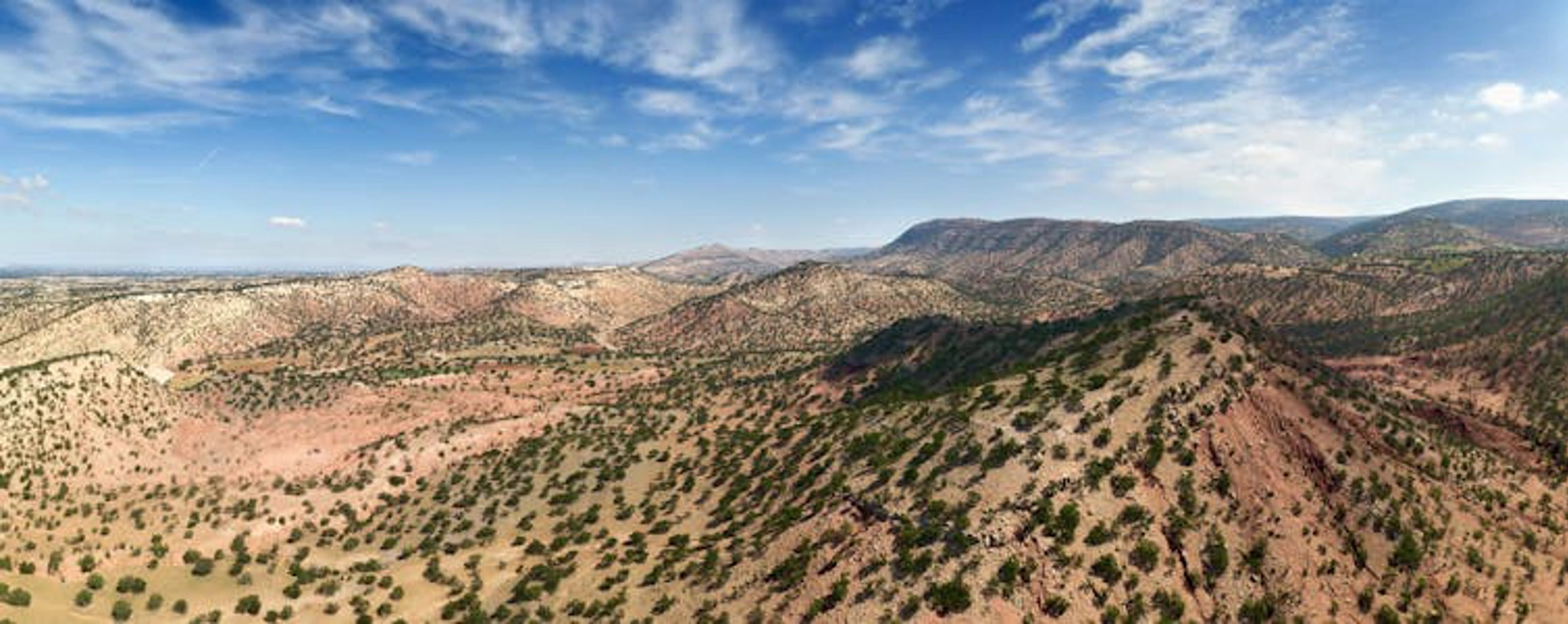 An argan forest. Kokhanchikov