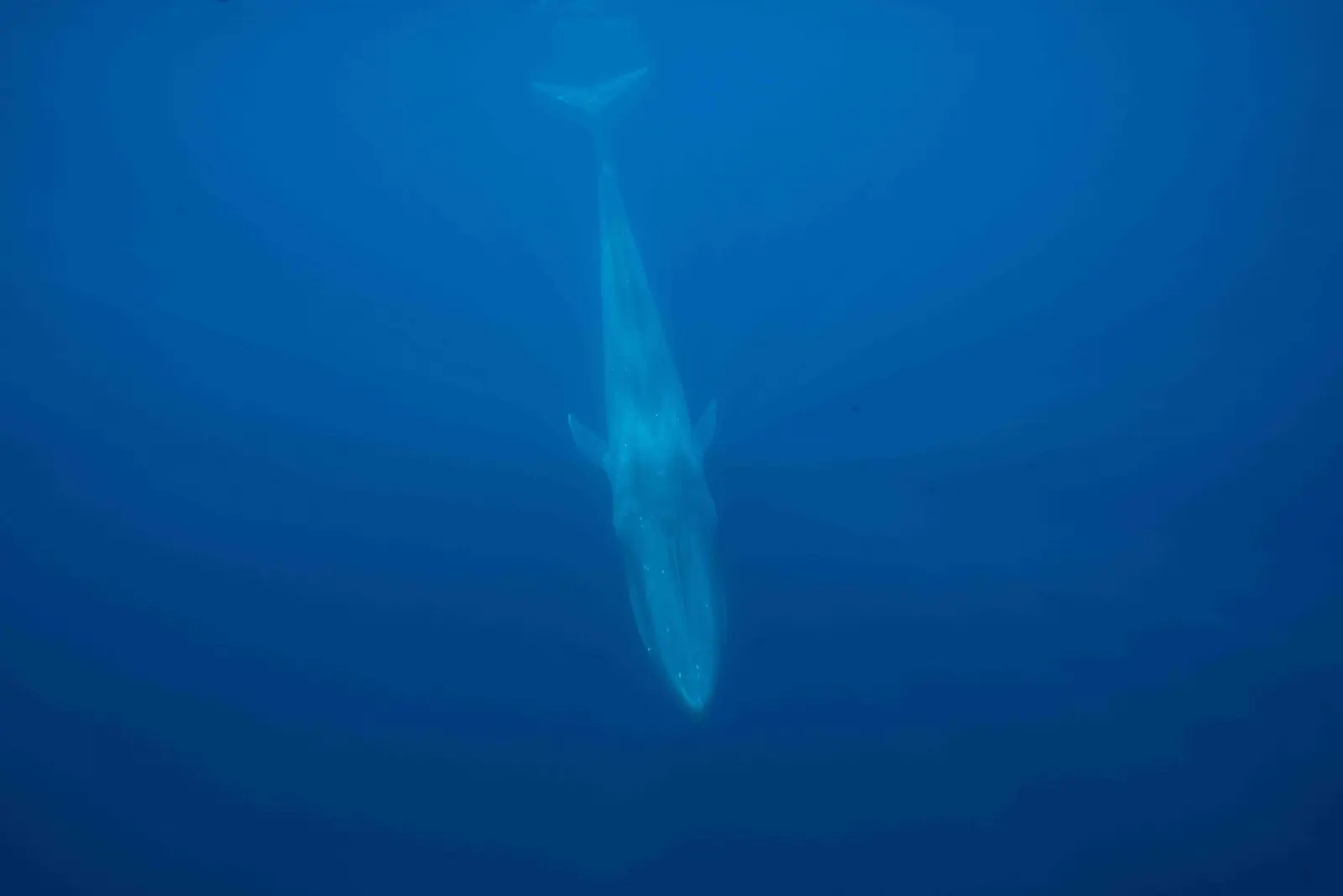 Blue whale: Image: Cristina Mittermeier/SeaLegacy