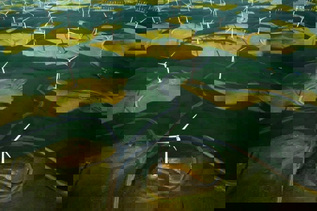 Plans to Accelerate Solutions: How Climate Action Gets Done