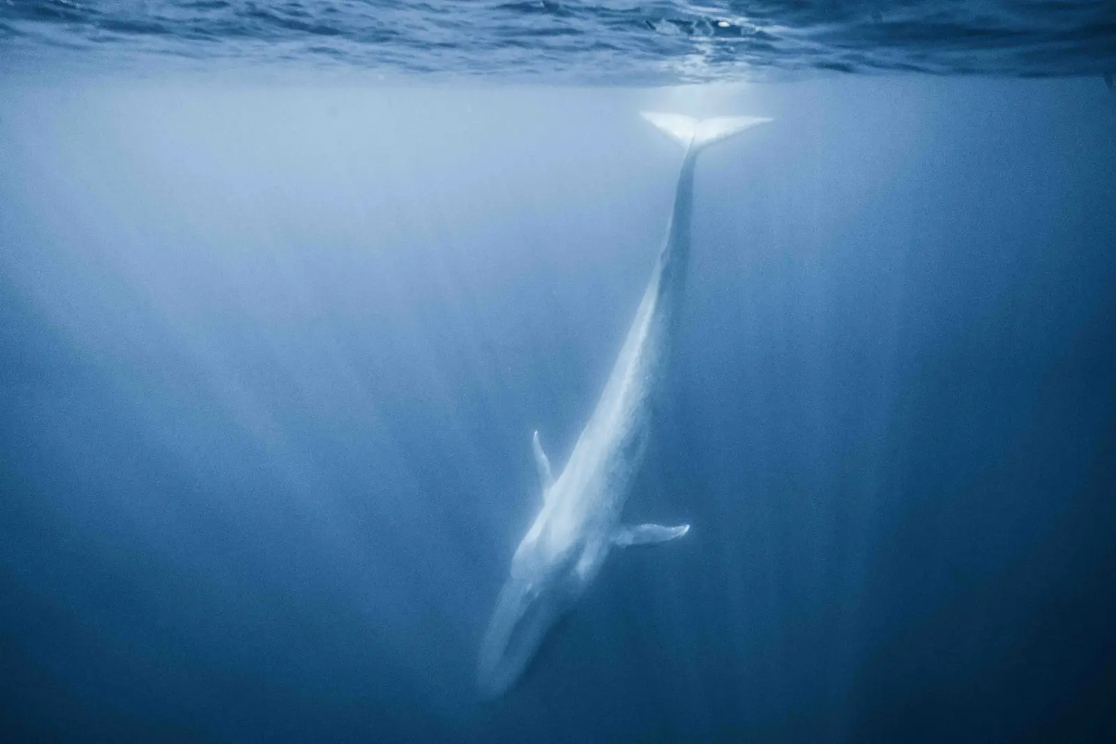 Whales of the Azores: Image: Cristina Mittermeier/SeaLegacy