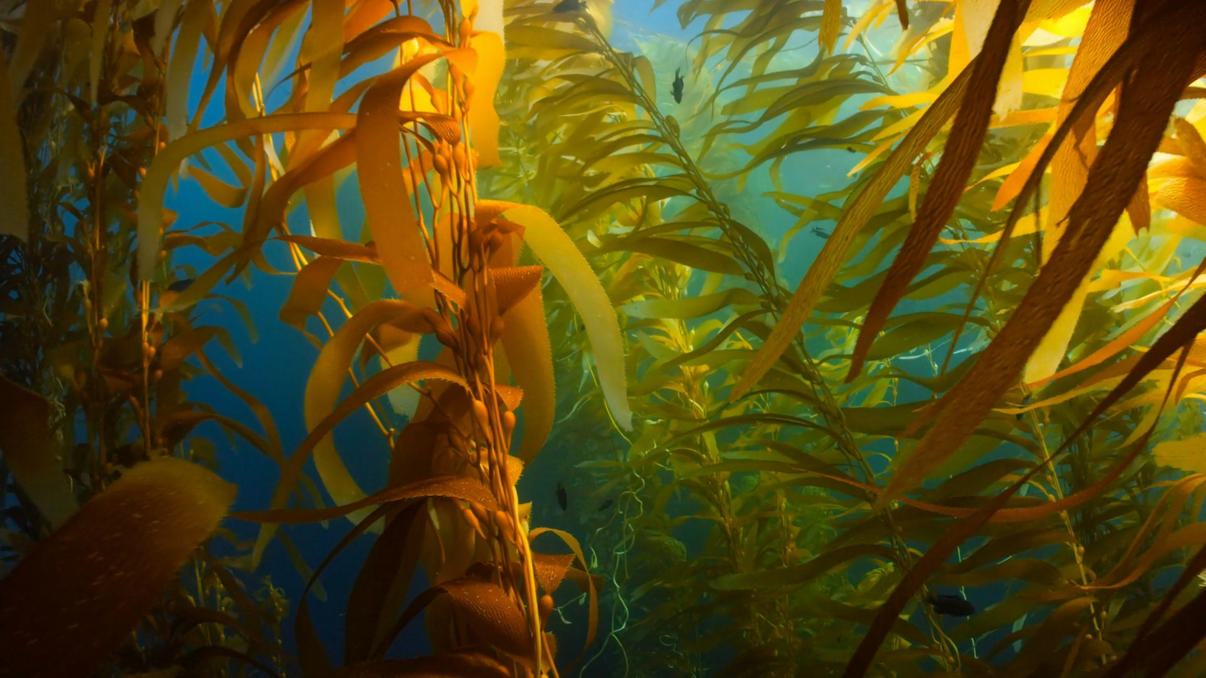 Sustainable Seaweed Farming as a Nature-Based Climate Solution