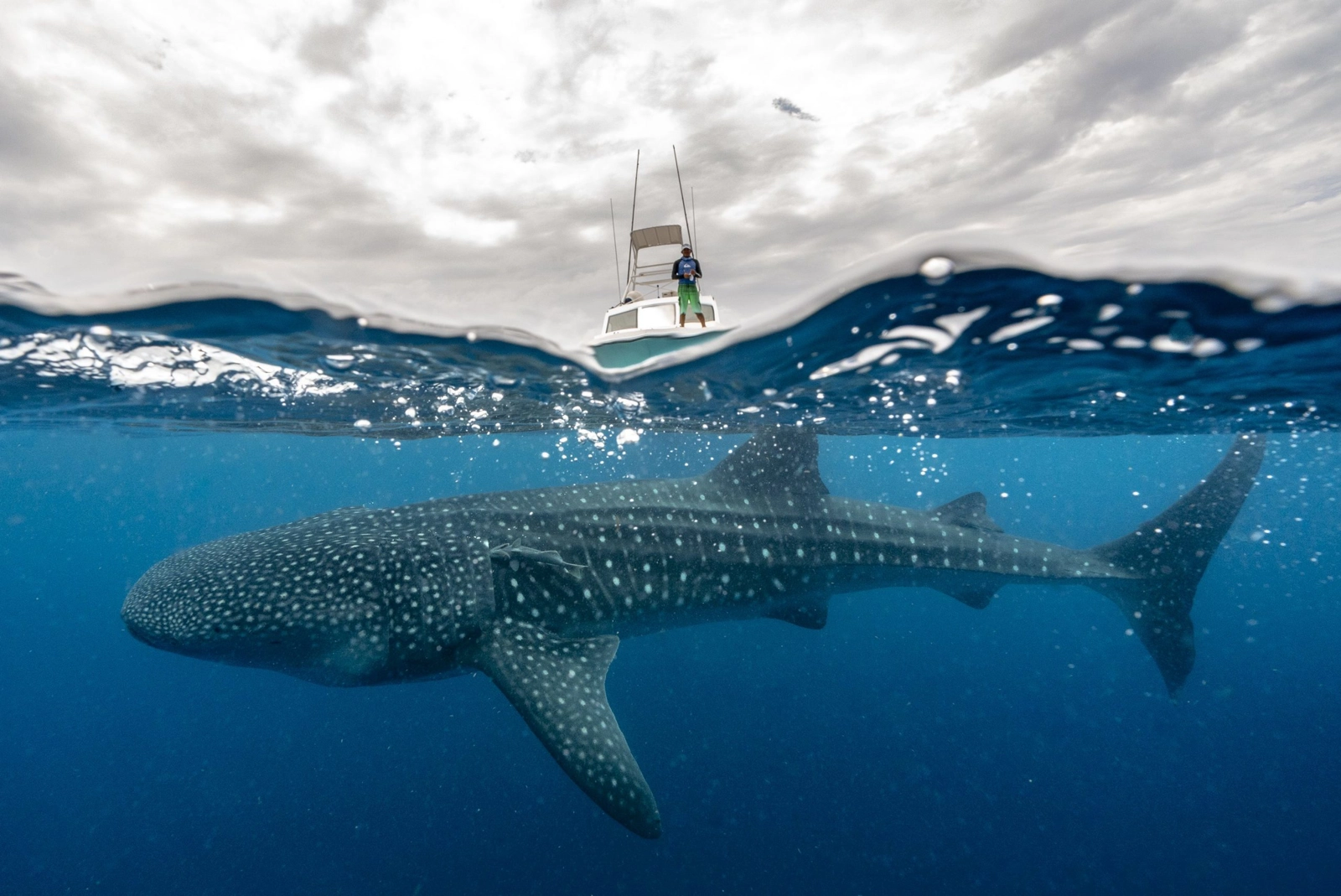 We already have collapsed over 80% of the big fisheries. Image: Cristina Mittermeier/SeaLegacy