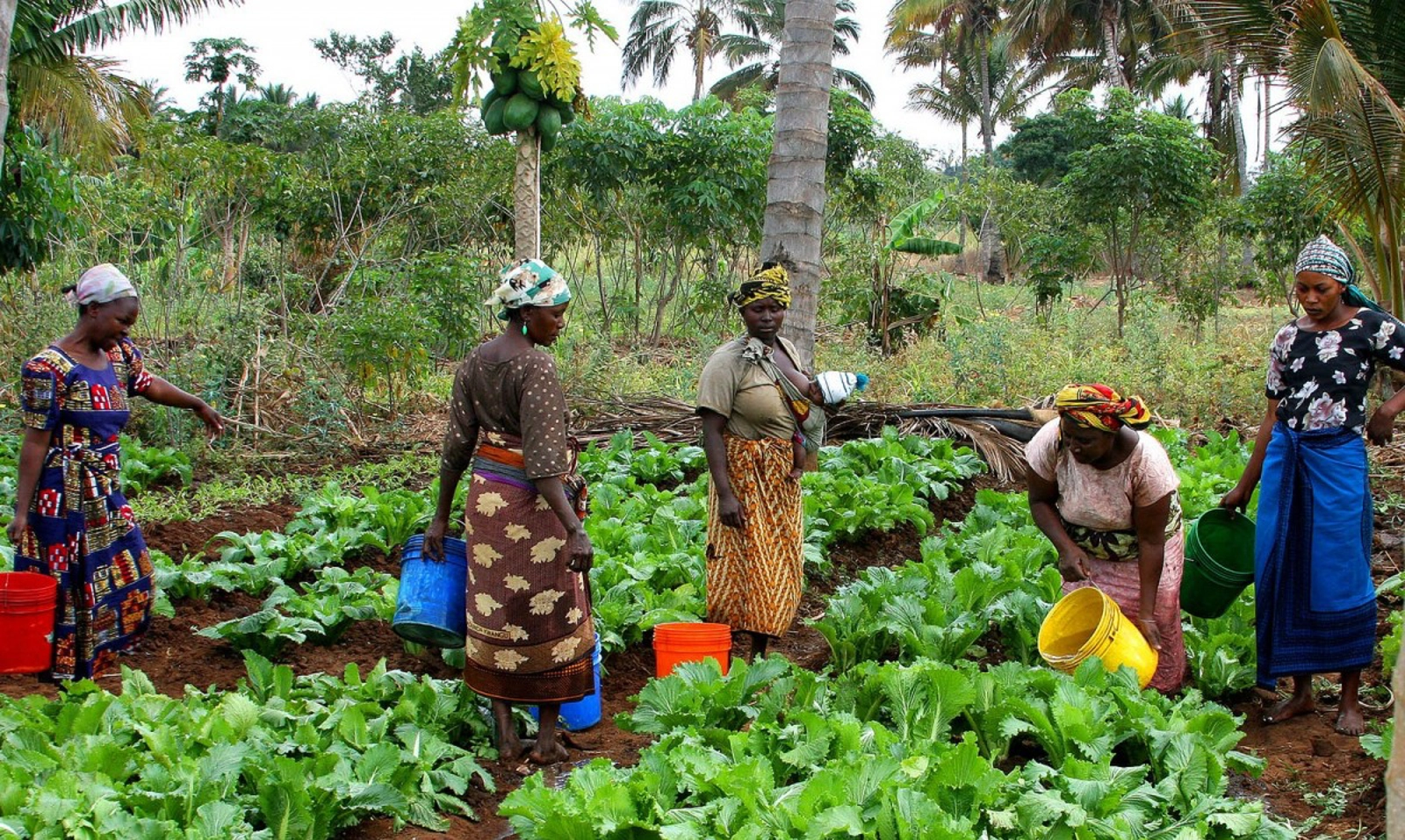 For the population working in agriculture, especially youth and women, the high cost of food puts pressure on unstable economic earnings and implies choices. CC0.