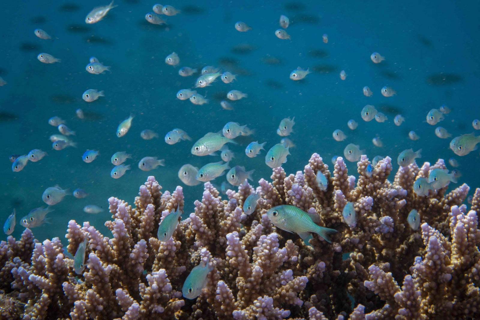 We&#8217;ve already lost 50% of the reefs. Image: Cristina Mittermeier/SeaLegacy
