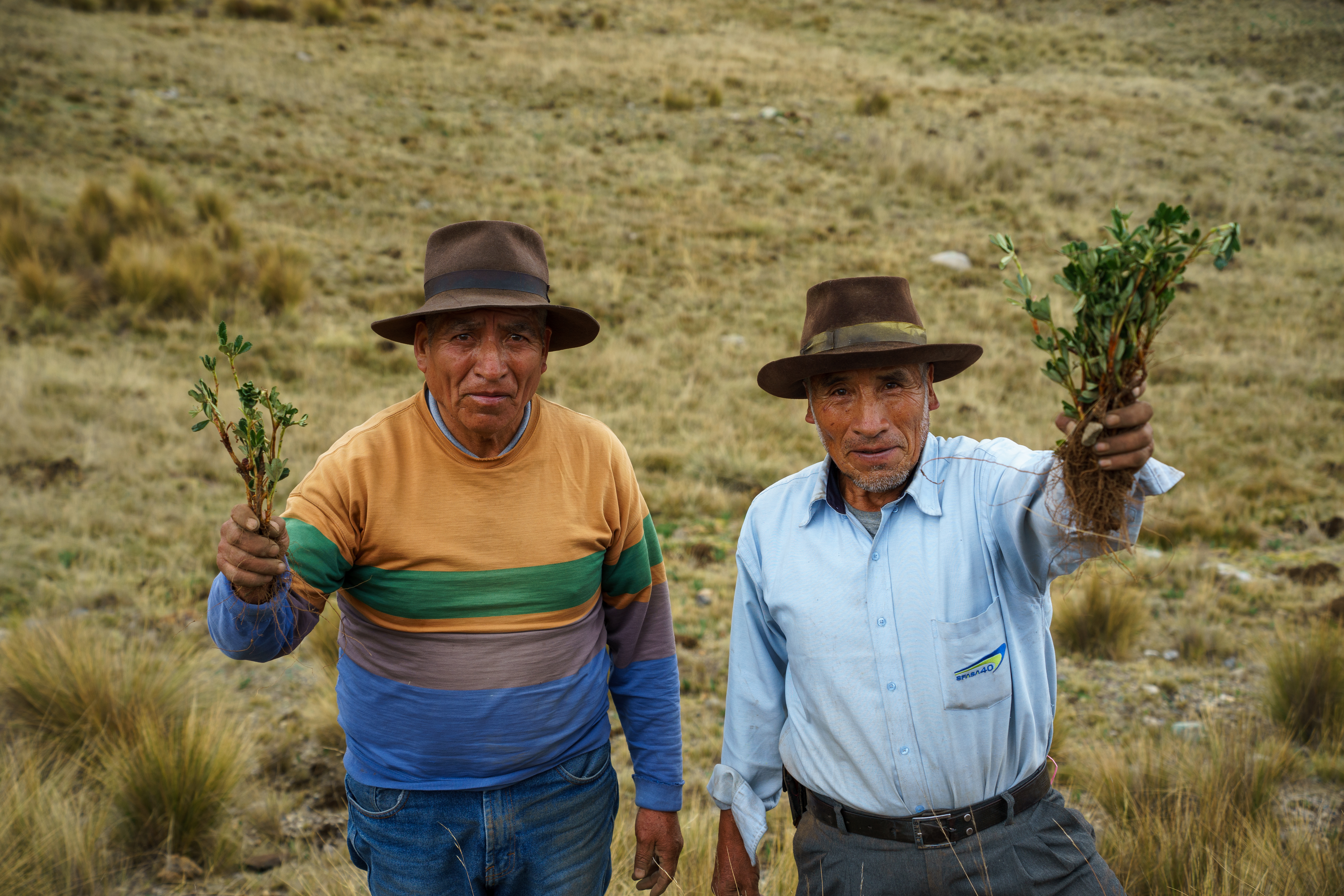 Community members reforesting in ECOAN's single-day campaign in Aquia, Peru.