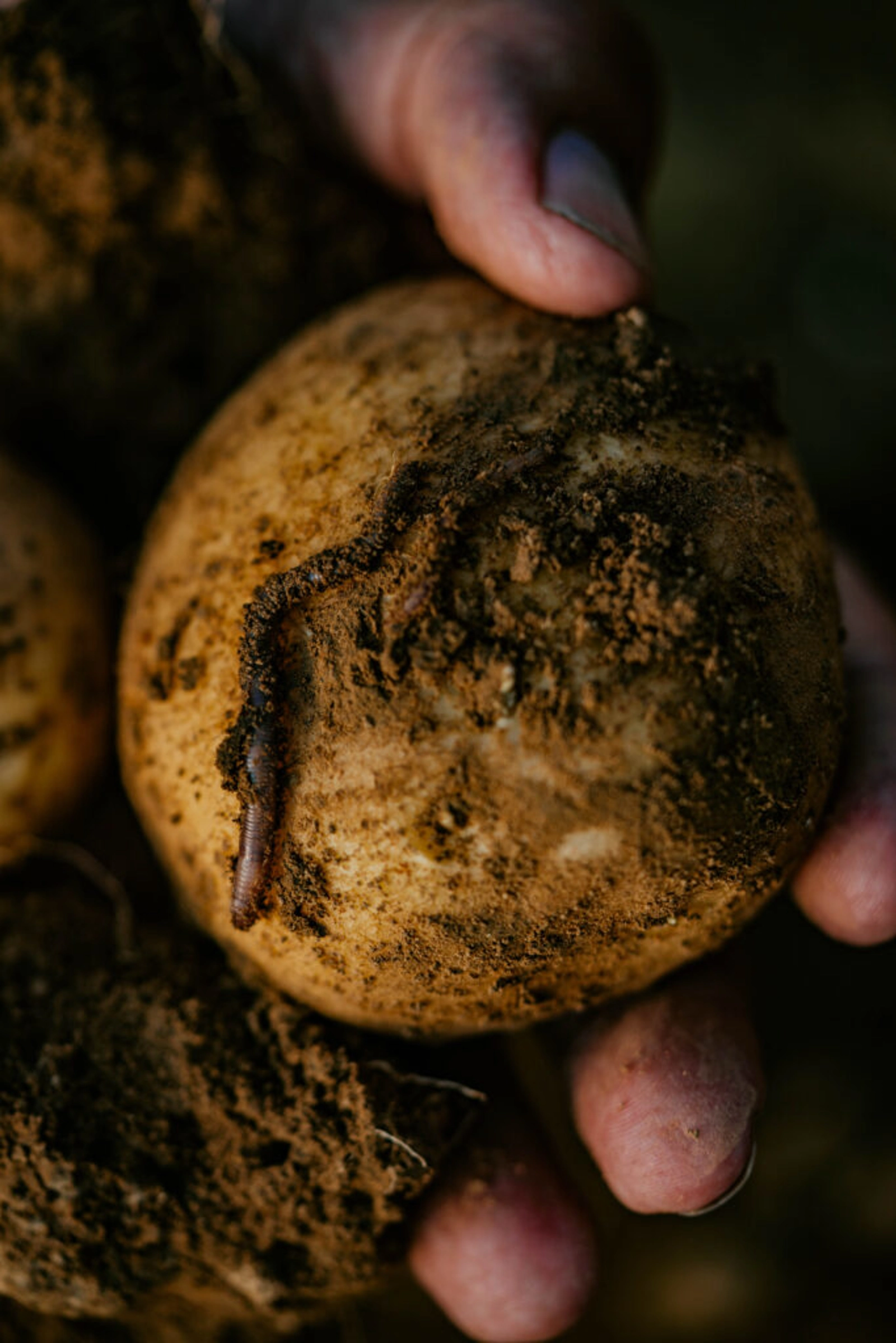 By adopting these practices, McCain aims to create a more sustainable and resilient agricultural system that can better withstand environmental pressures while also providing long-term benefits to farmers and the ecosystem.