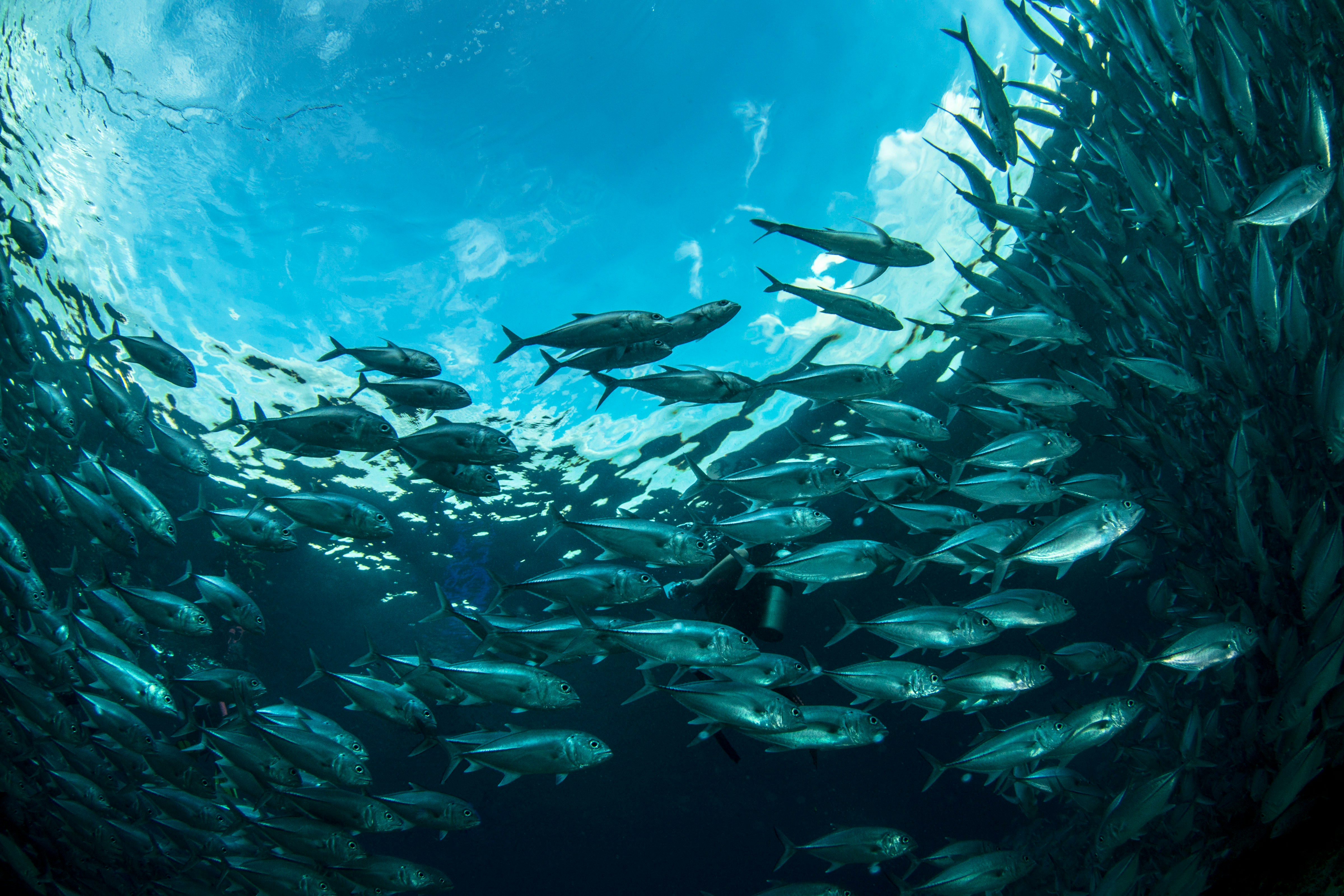 Climate Adaptation Through Community Participation in Timor-Leste