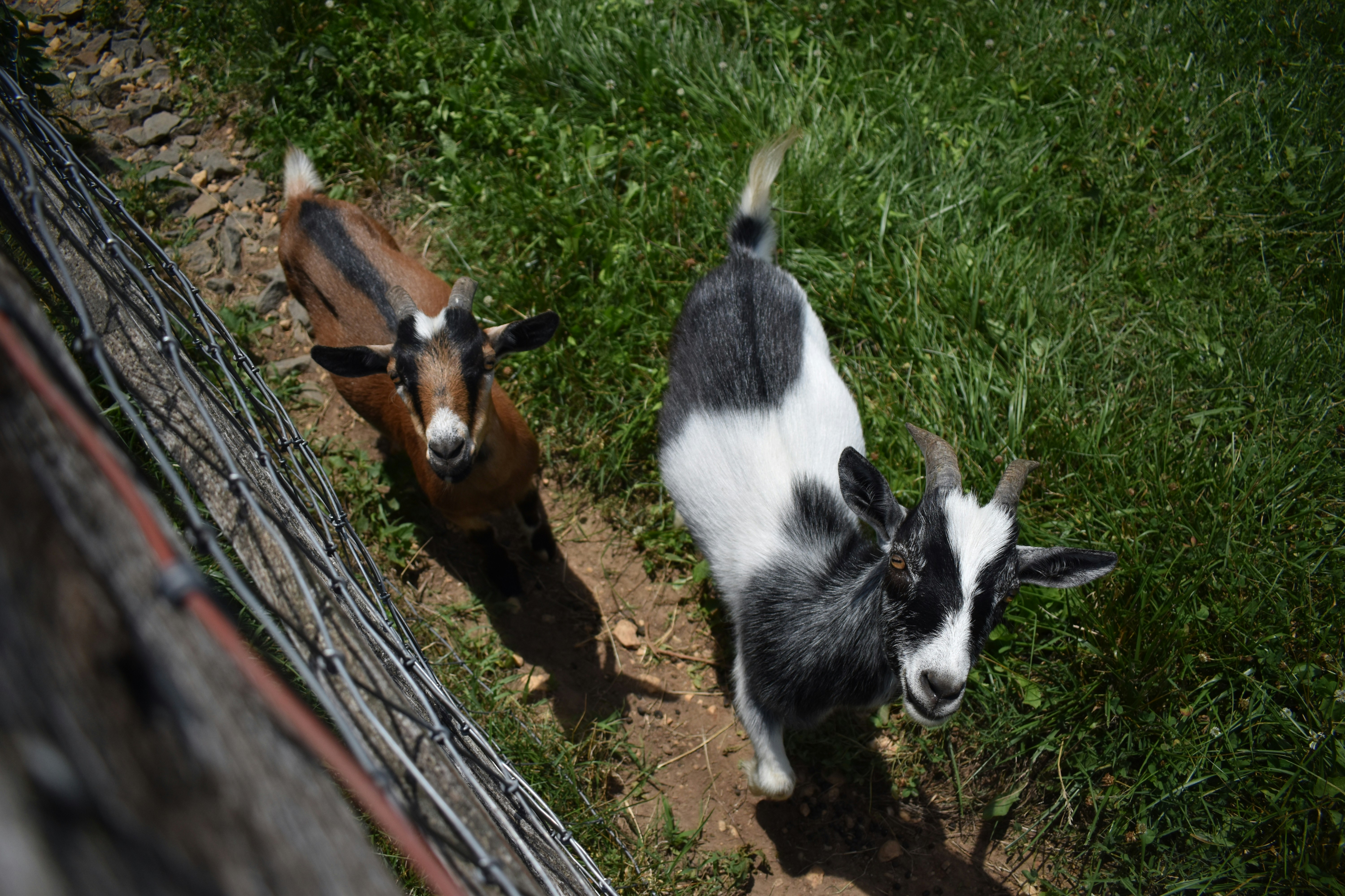 The unlikely link between goat milk, elephants, and women’s leadership in Africa