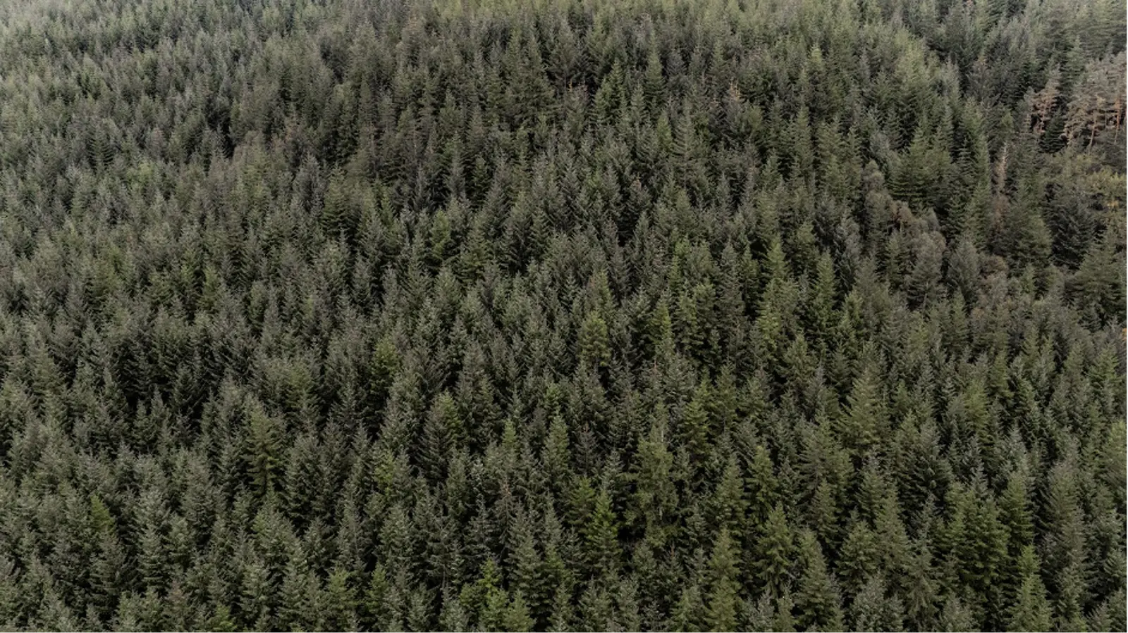 Current day Scotland surroundings. Photo Credit: Marla Tomorug