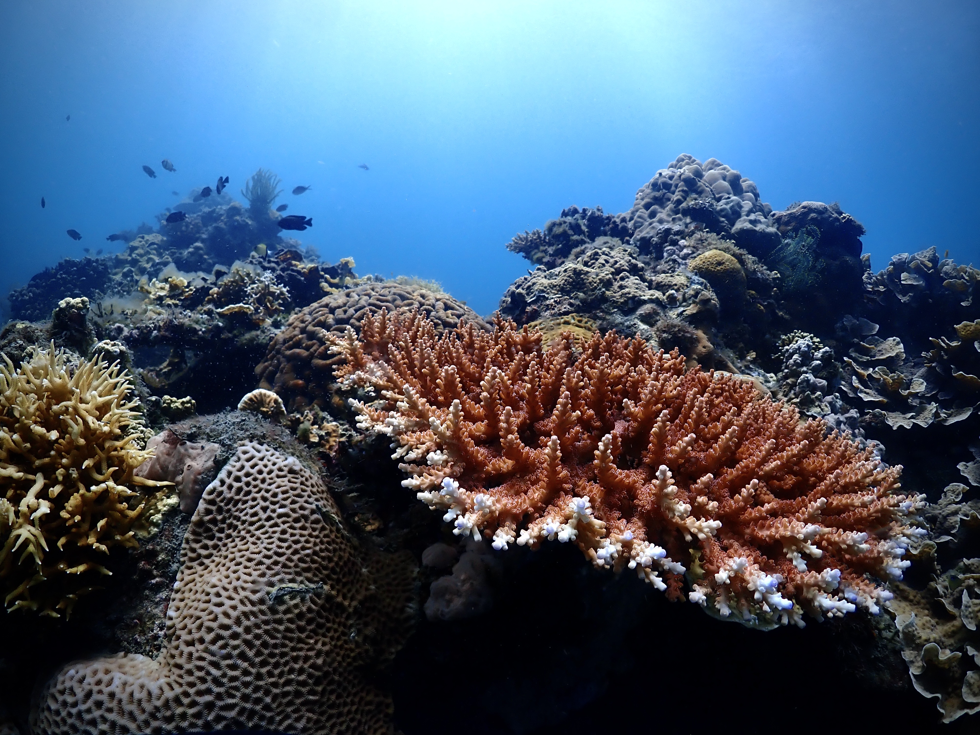 Race to Resilience in Action: New finance model protects the ocean for the long term