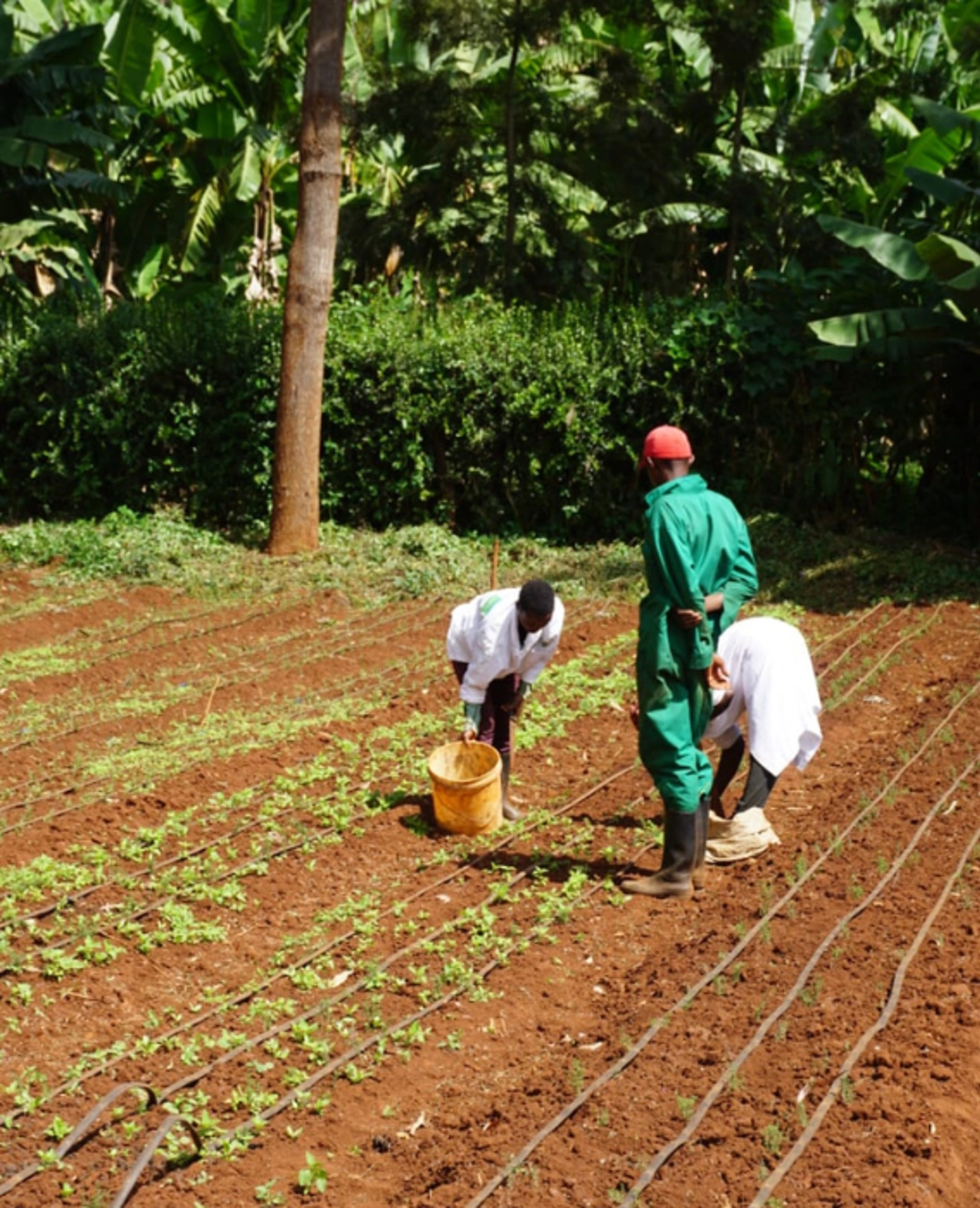 Dan, the Farm Manager, supervises two young ladies weeding newly planted thyme.