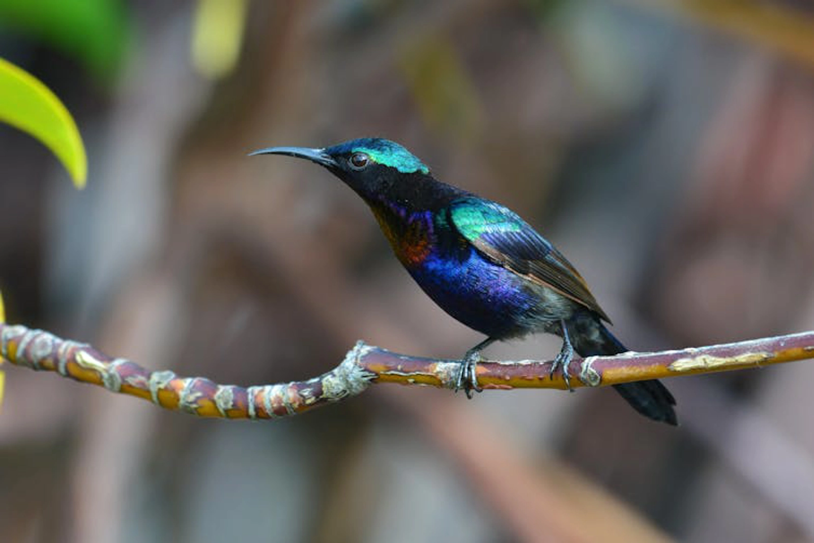 Copper-throated sunbirds are found in south east Asia’s mangrove forests. Butterfly Hunter / shutterstock