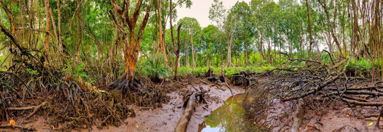 Low tide exposes the carbon-rich soil below a mangrove forest. Truba7113 / shutterstock