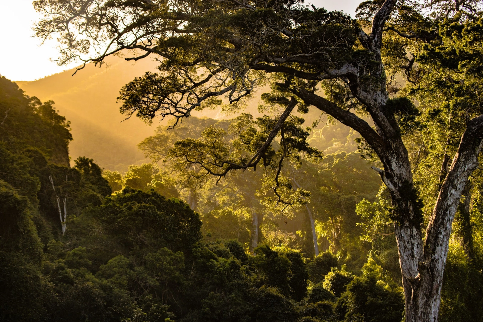 Africa’s substantial remaining forests, grasslands, peatlands and mangroves already play a critical role in slowing climate change and environmental degradation. Image: Unsplash