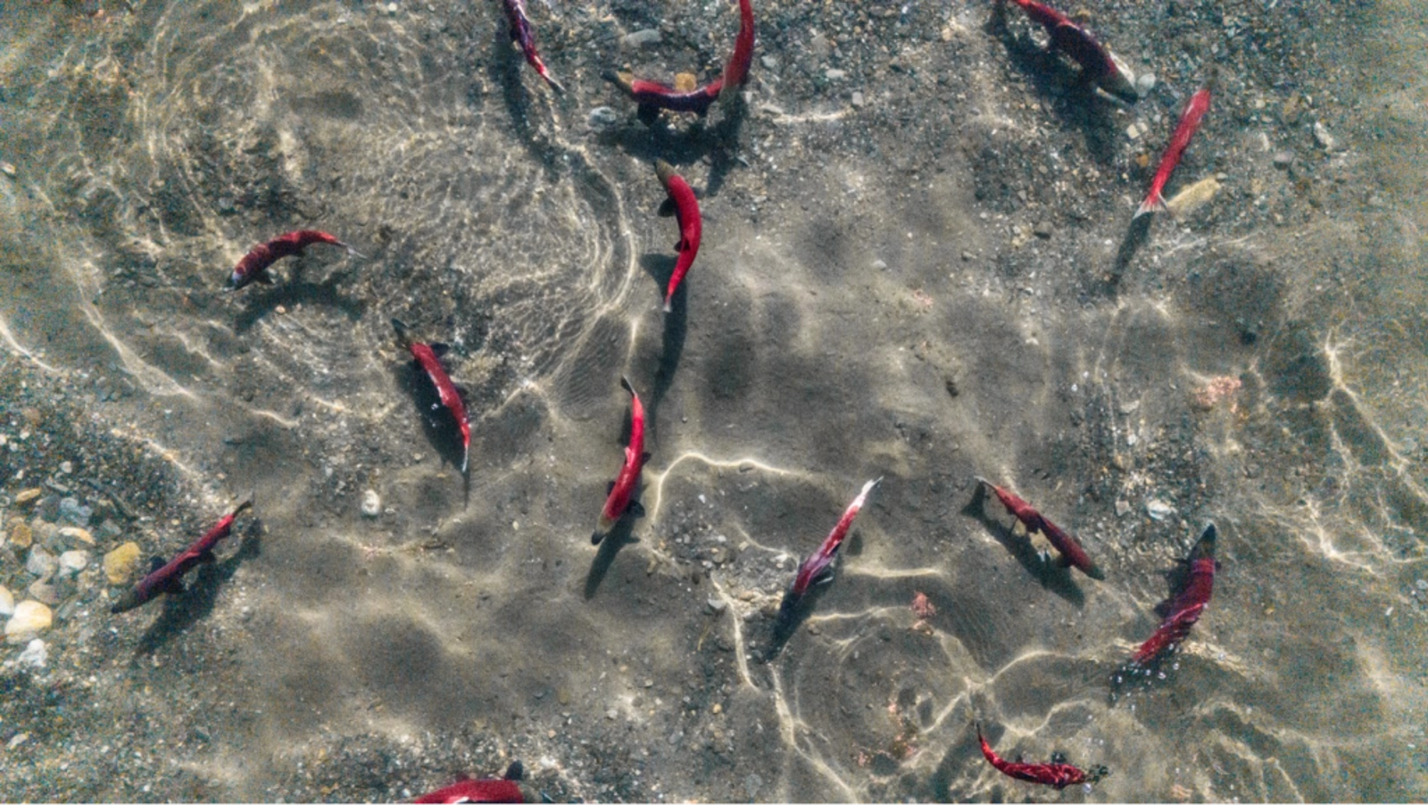 Sockeye salmon spawning in remote Alaska. Photo Credit: Marla Tomorug